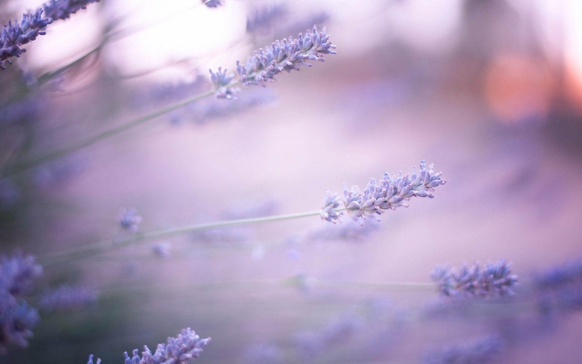 1920x1200 Lavender Flower Wallpaper