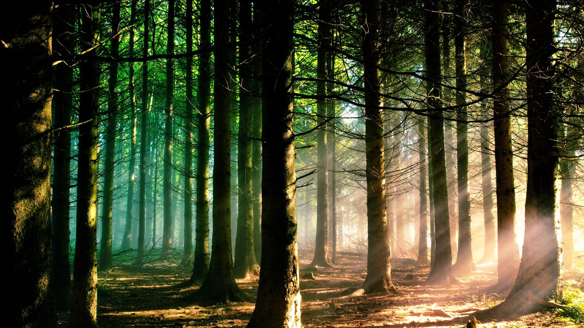 1920x1080 Forest Wallpaper for Desktop (30 + Background Picture)