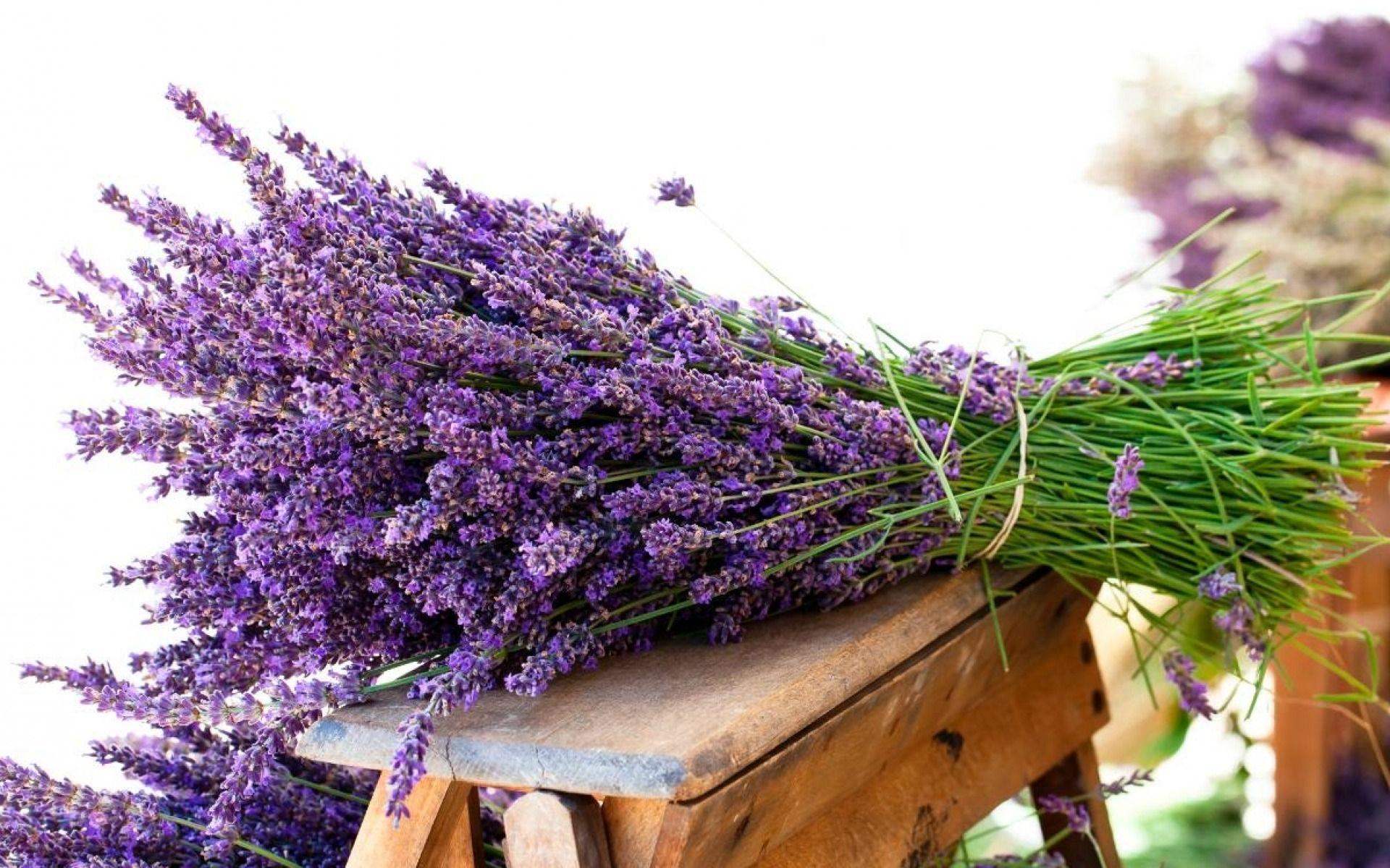1920x1200 Fresh Lavender wallpaper. Fresh Lavender