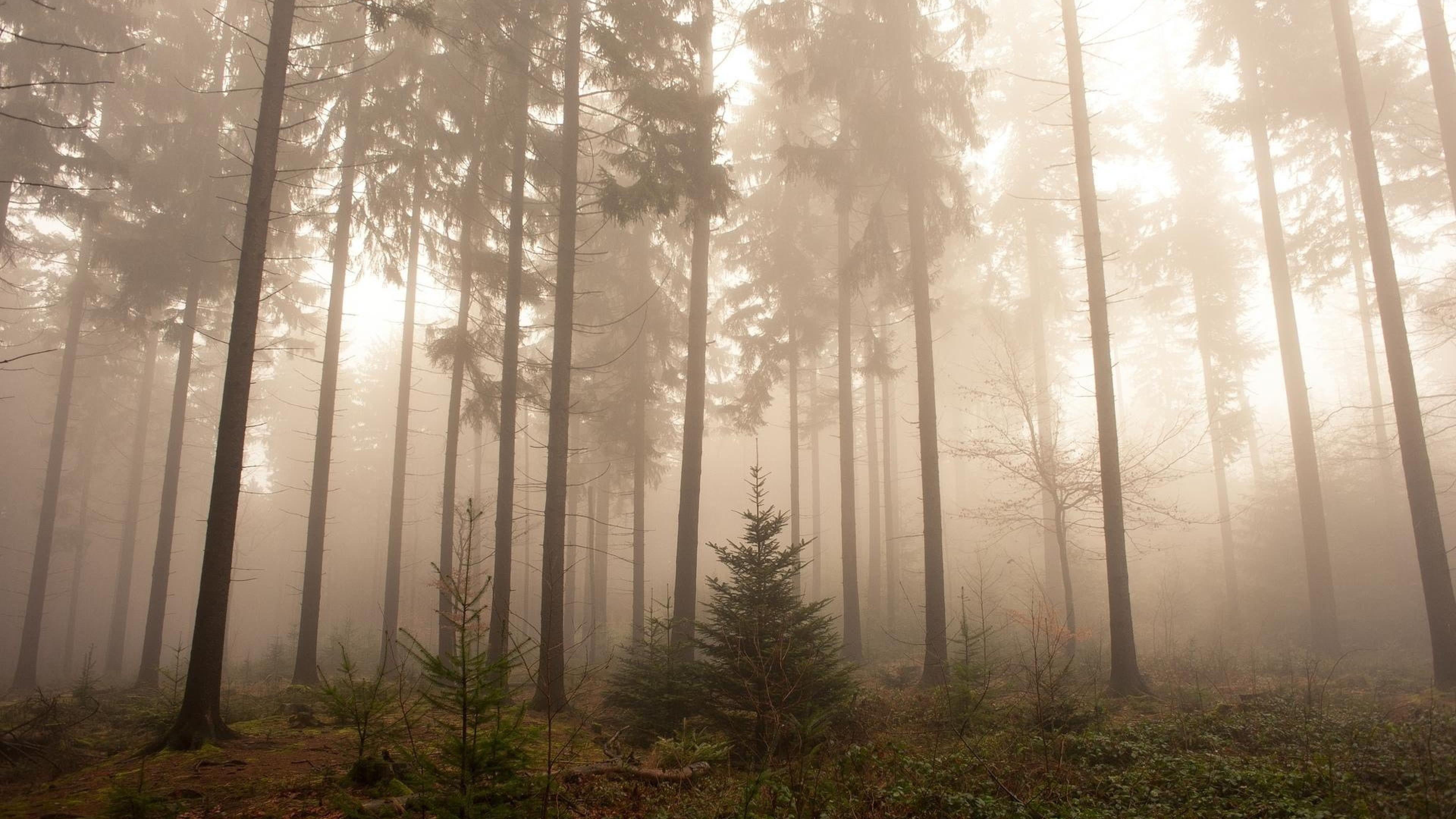 3840x2160 Foggy Forest Wallpaper