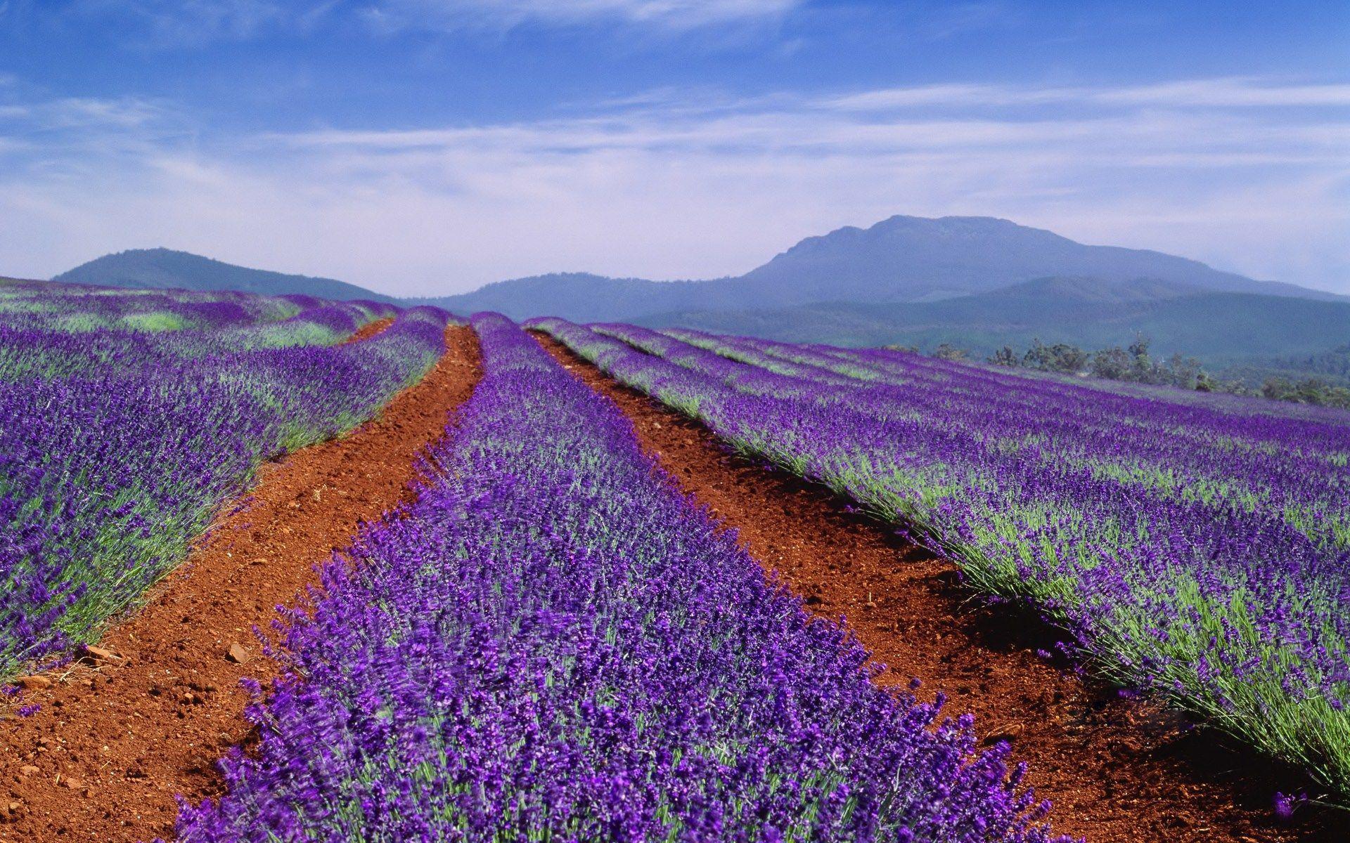 1920x1200 Lavender Landscape Wallpaper