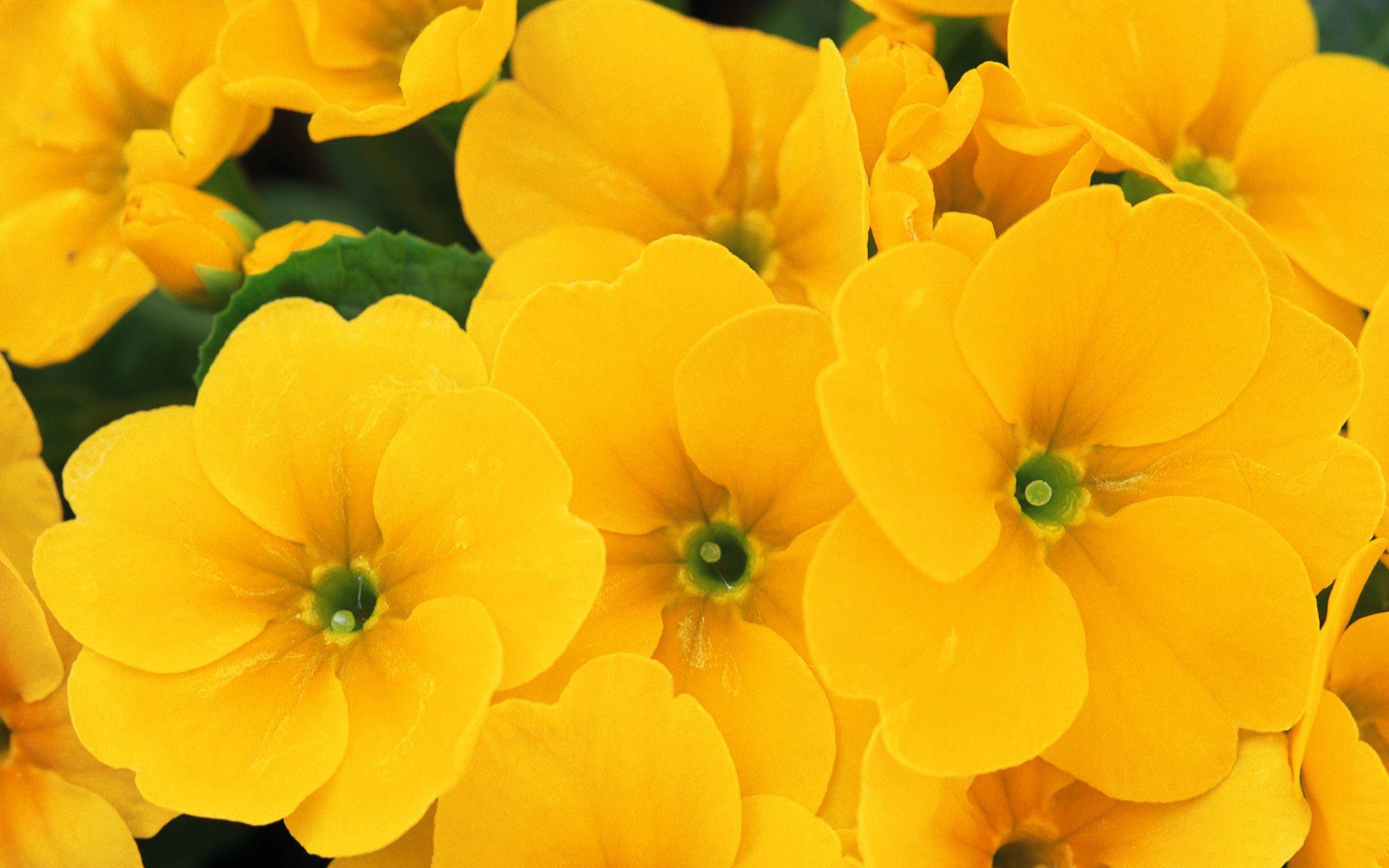 1920x1200 Yellow Flower Wallpaper