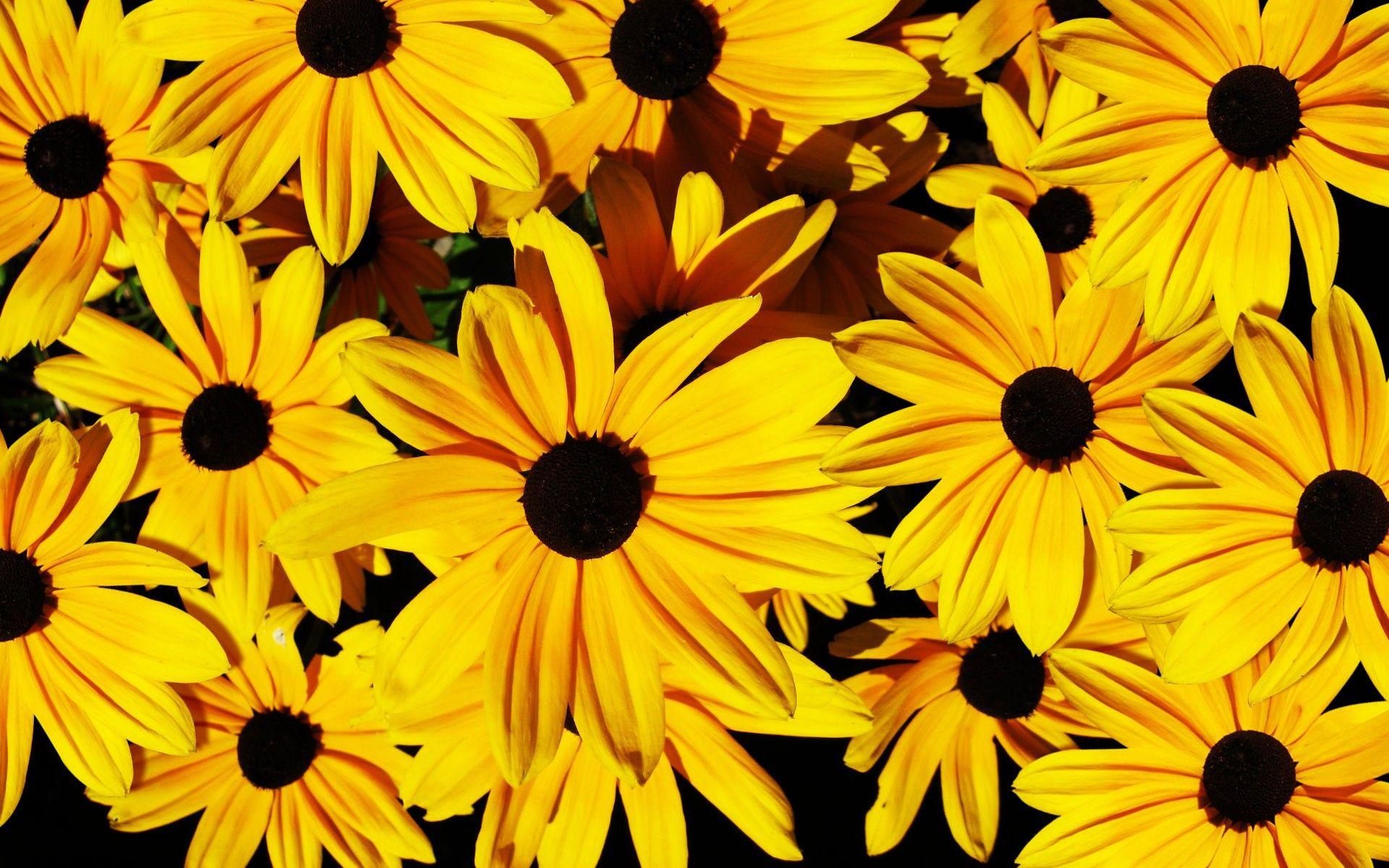 1920x1200 Yellow Flowers Background, High Definition