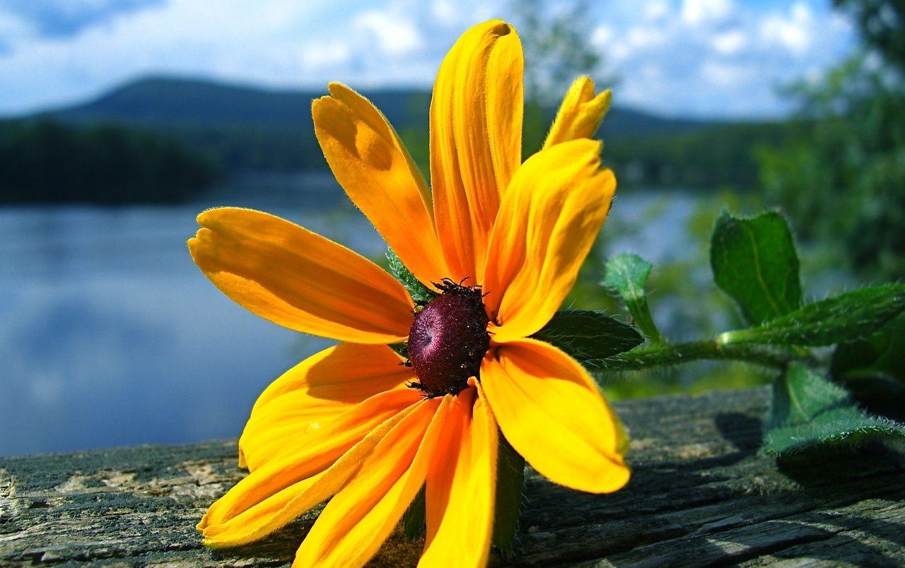 1280x804 Yellow flower wallpaper. Yellow flower