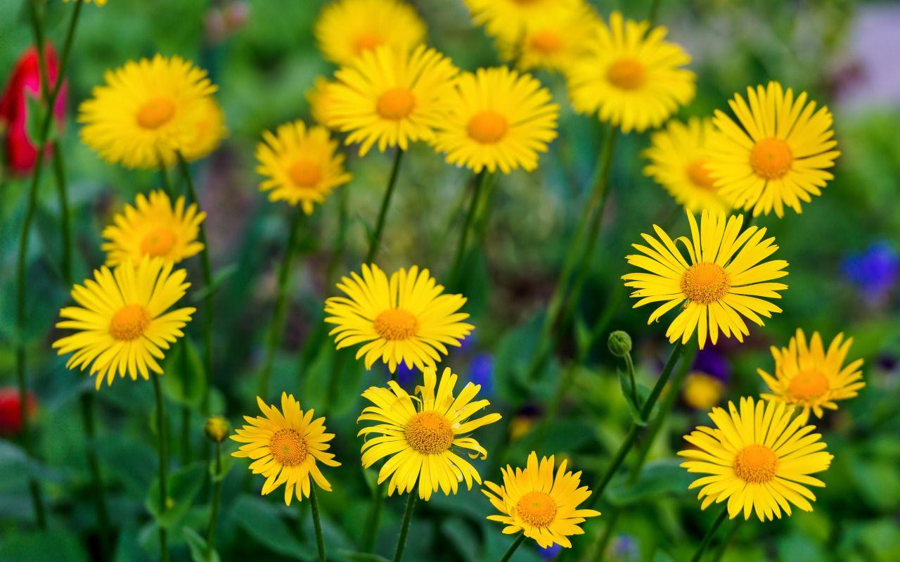 1280x799 Yellow Flowers Wallpaper HD L57U4
