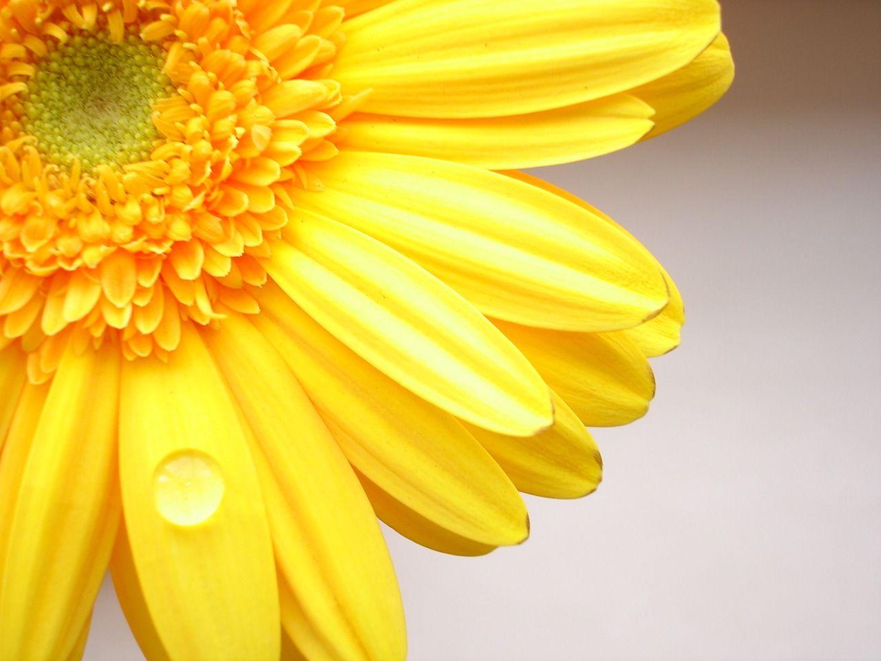 Yellow Floral Wallpapers Top Free Yellow Floral Backgrounds