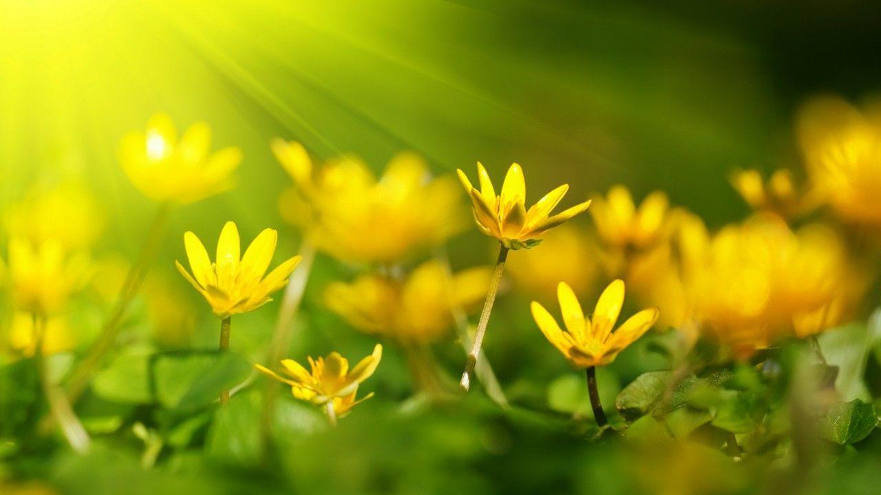 1280x720 Flowers, 5k, 4k wallpaper, 8k, sunray, yellow, green grass