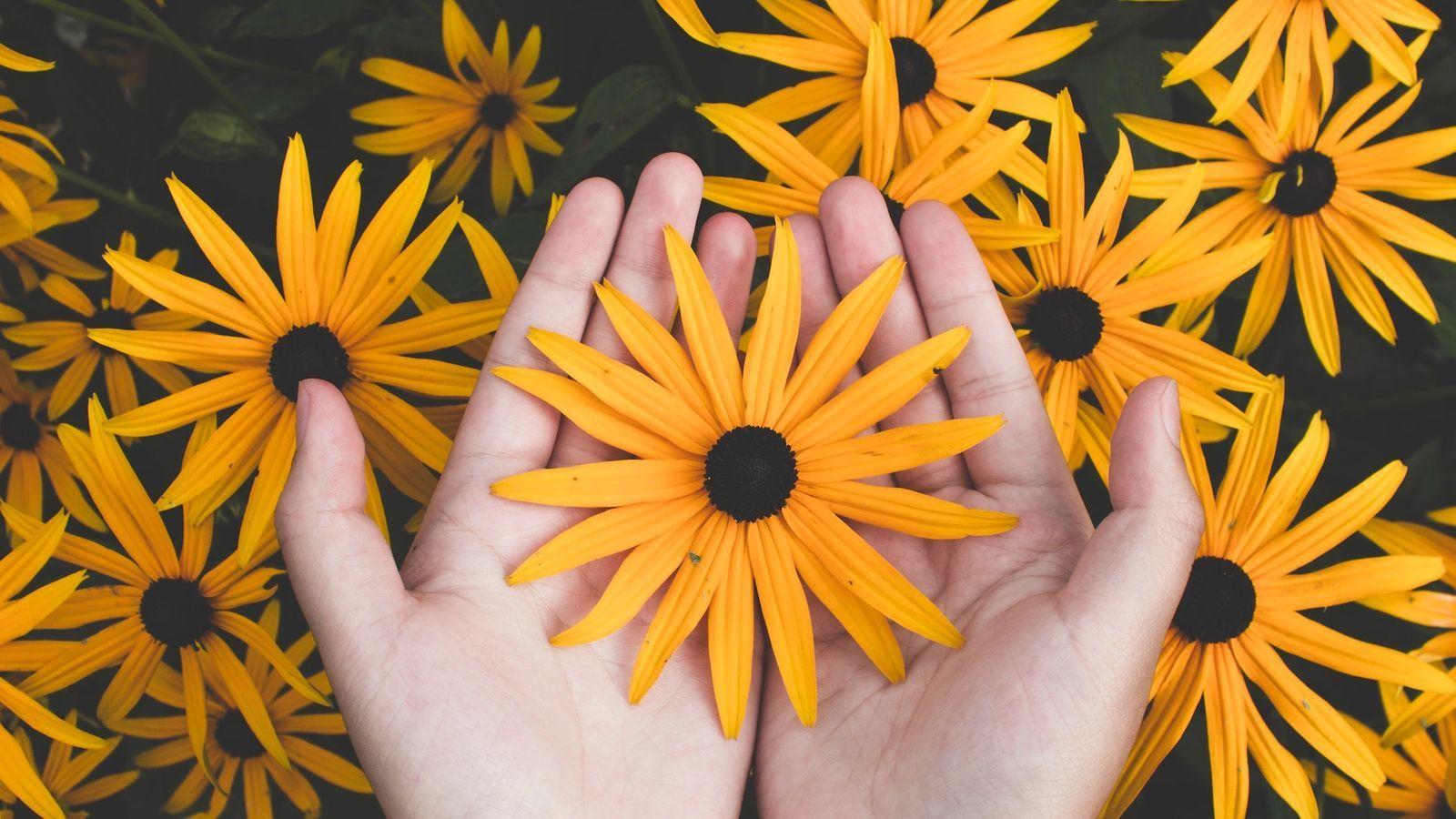 1600x900 Yellow Flowers Wallpaper