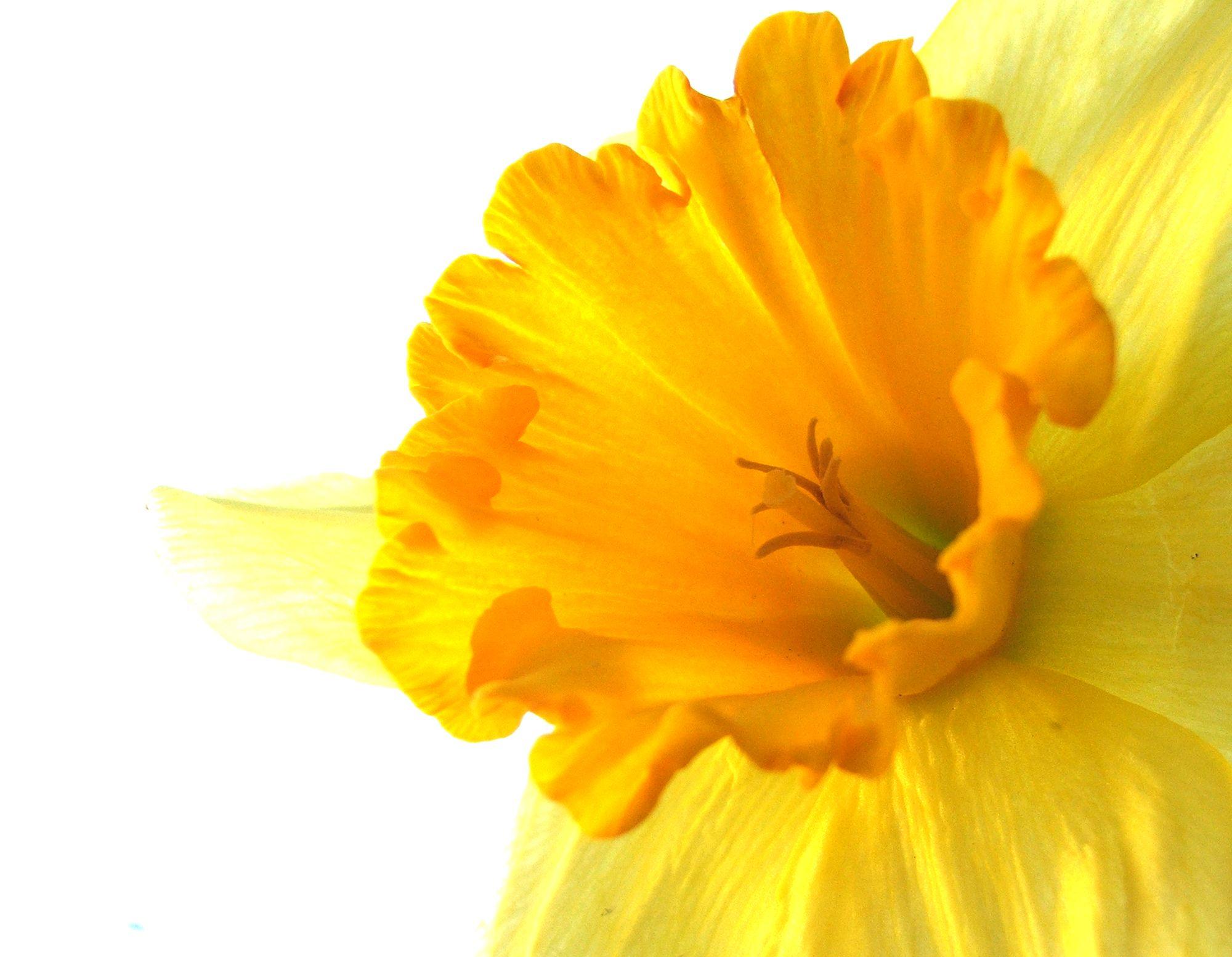 2000x1553 yellow flower wallpaper, Red Flower Wallpaper, flower garden