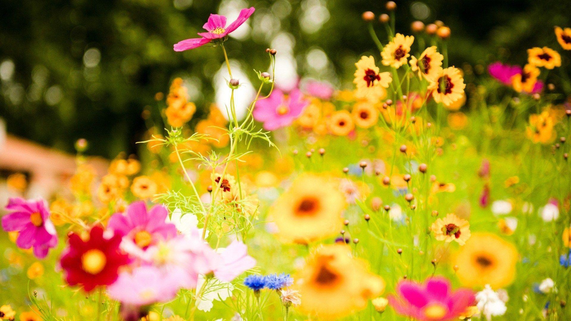 1920x1080 Field Of Yellow Flowers Wallpaper HD Colorful Flowers
