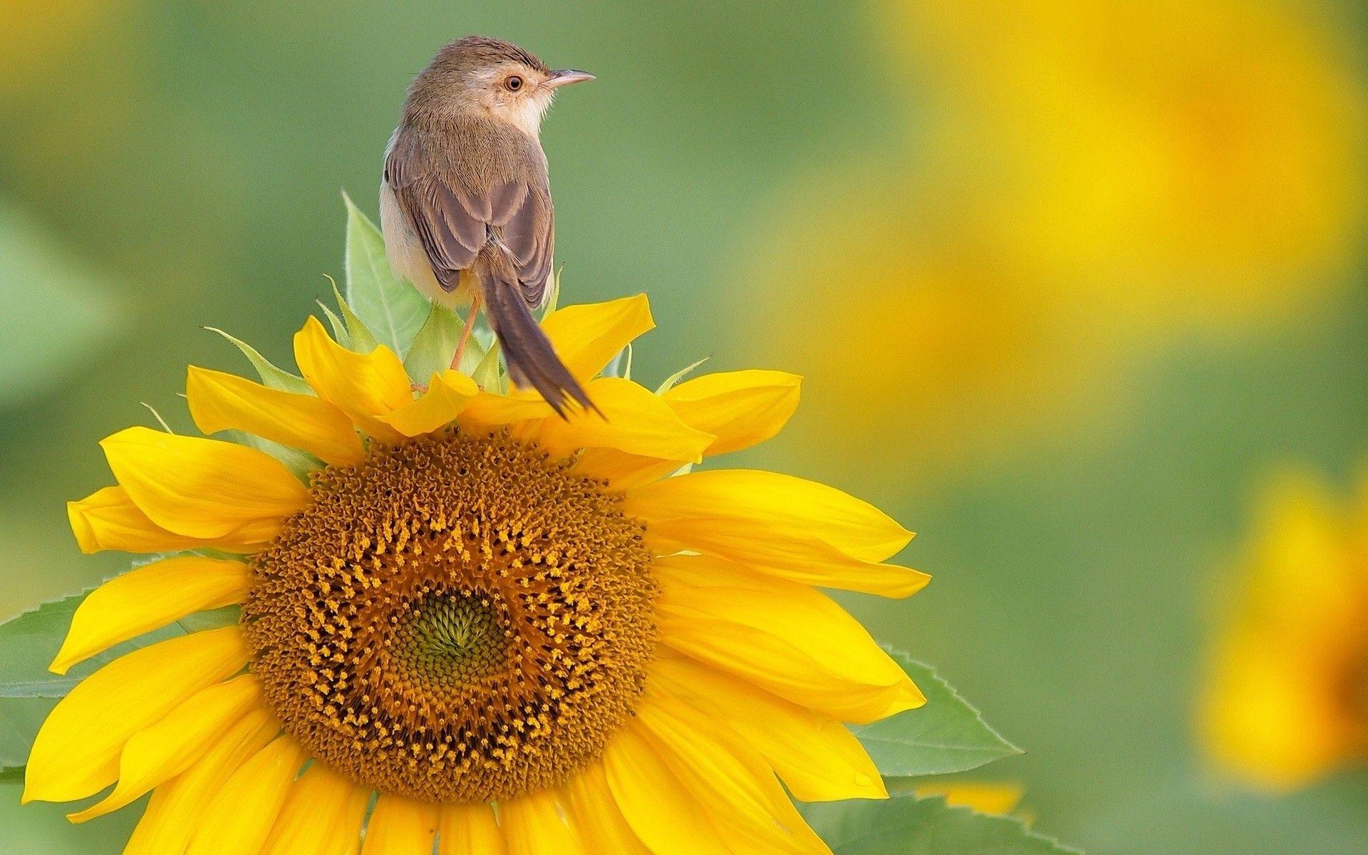 1920x1200 Nature, Green, Yellow Flowers, Flowers, Birds, Warblers, HD
