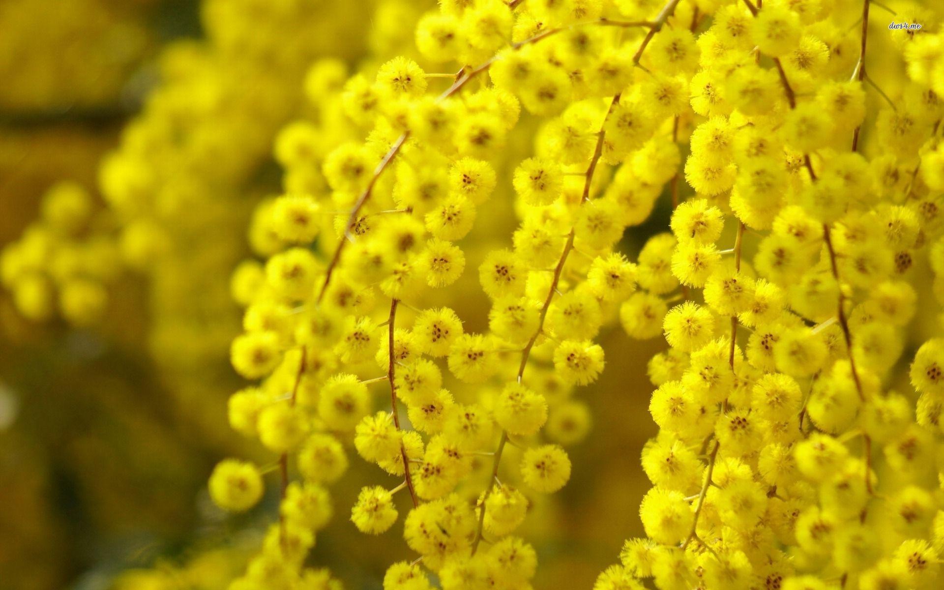 1920x1200 Yellow Flower Wallpaper Wallpaper 1920x1200