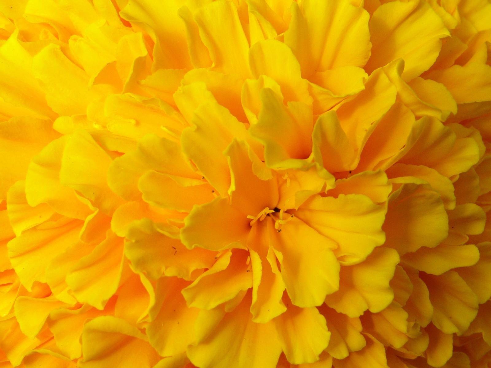 1600x1200 Free download 700 flowers wallpaper yellow 700 flowers