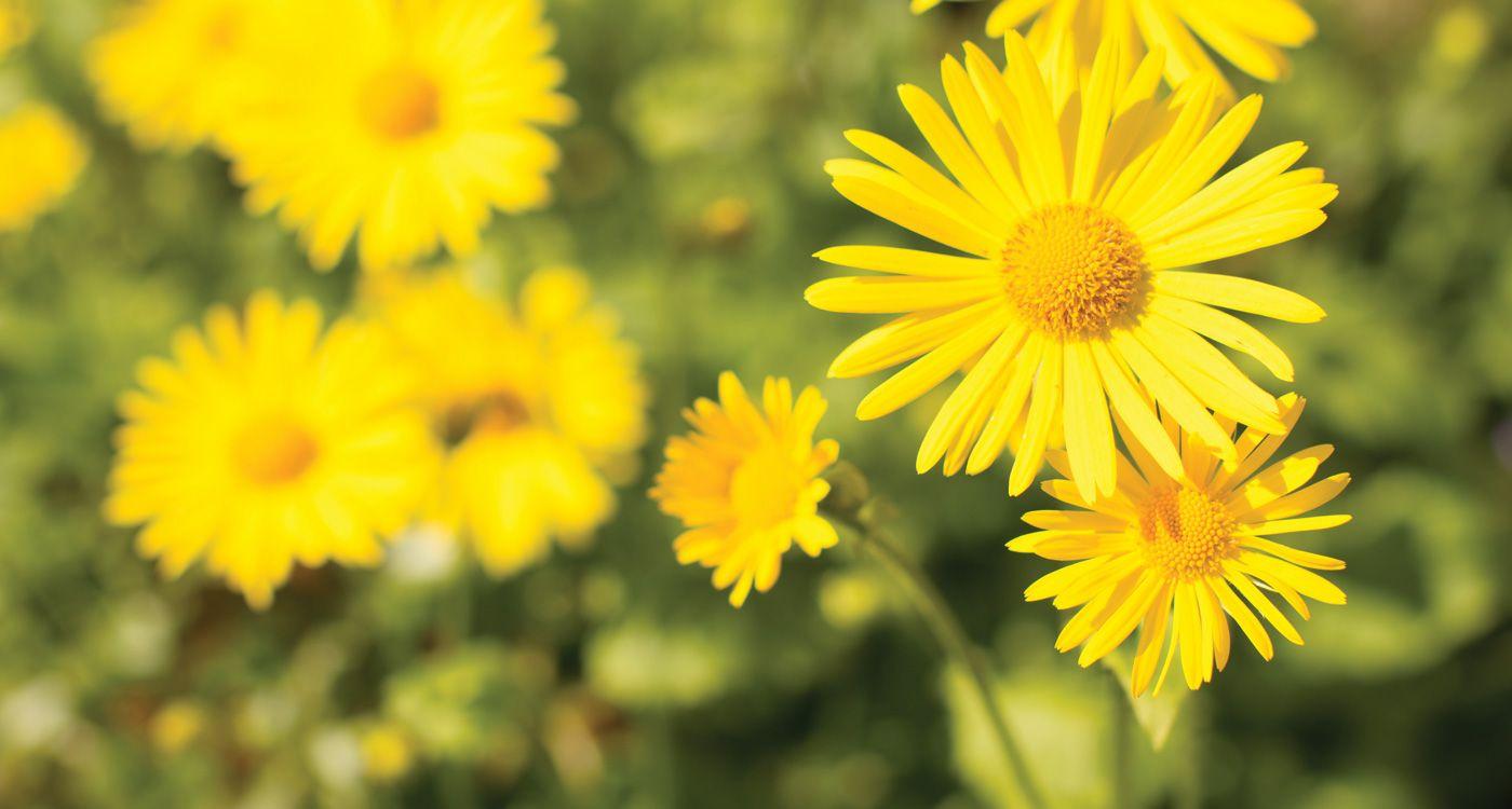 1400x750 Yellow Flower Wallpaper, Natural Yellow Flower