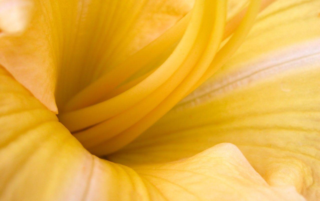 1280x804 Yellow flower wallpaper. Yellow flower