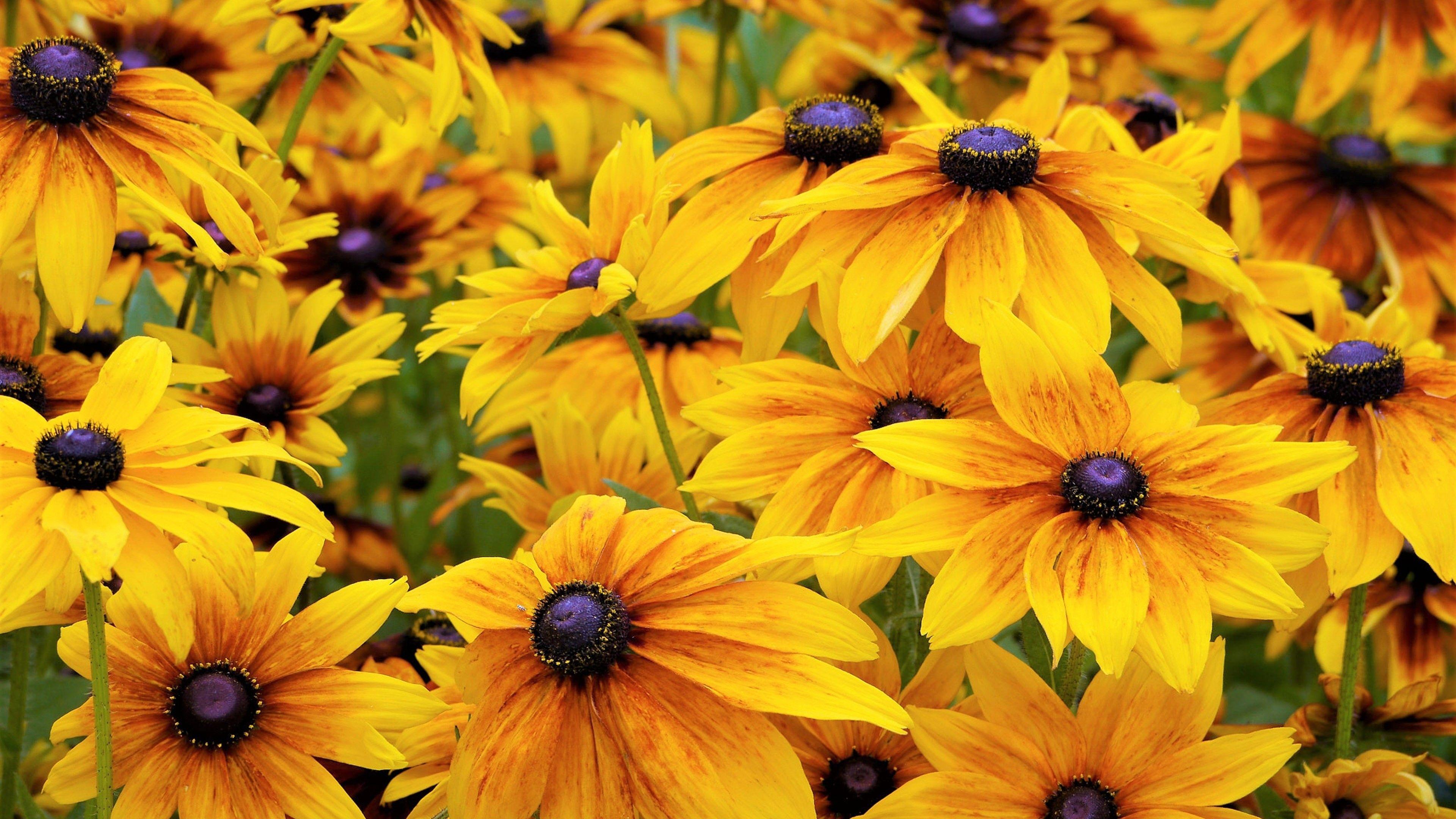 3840x2160 Download 3840x2160 Black Eyed Susan, Yellow Flowers