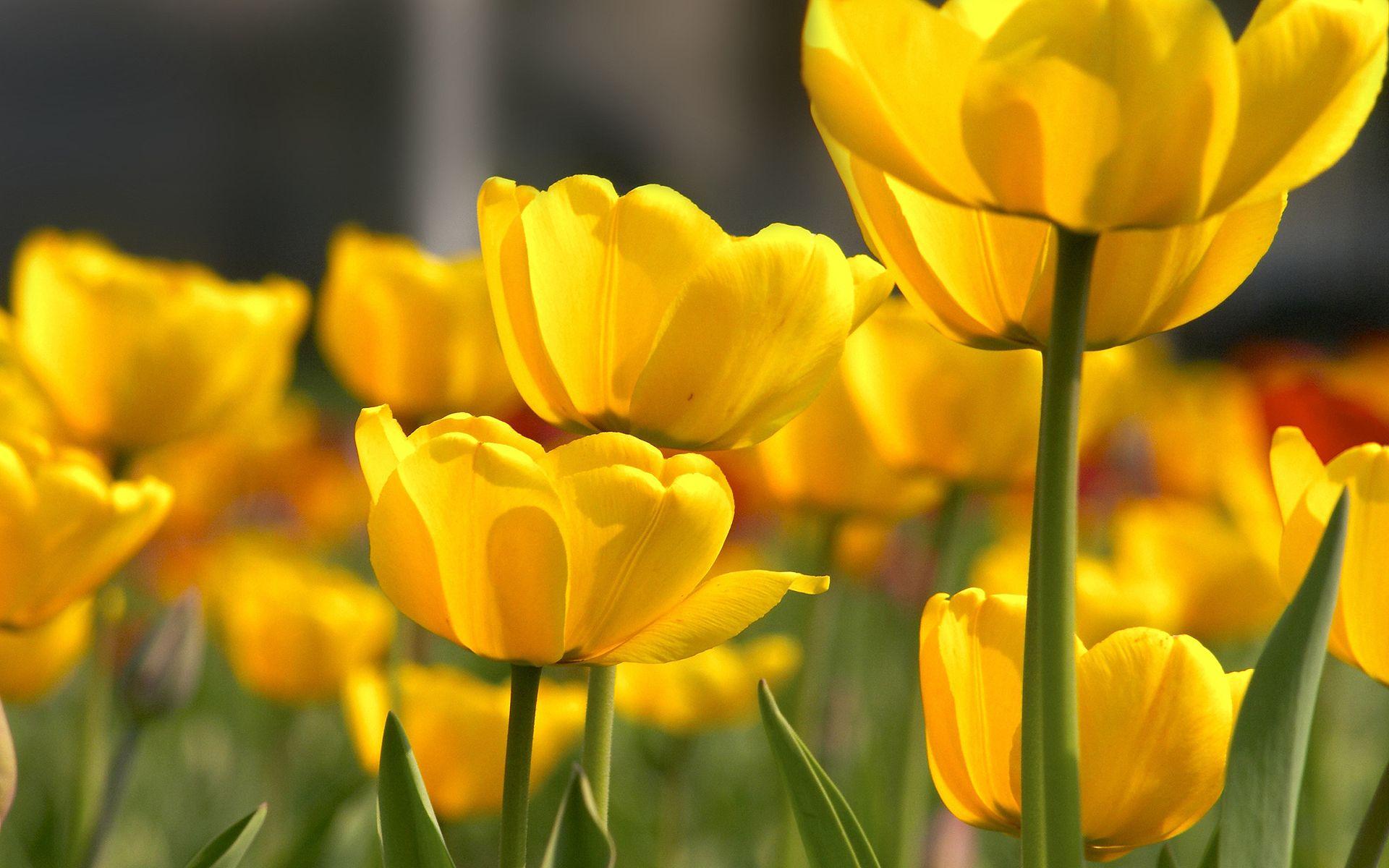 1920x1200 Yellow Flower Wallpaper