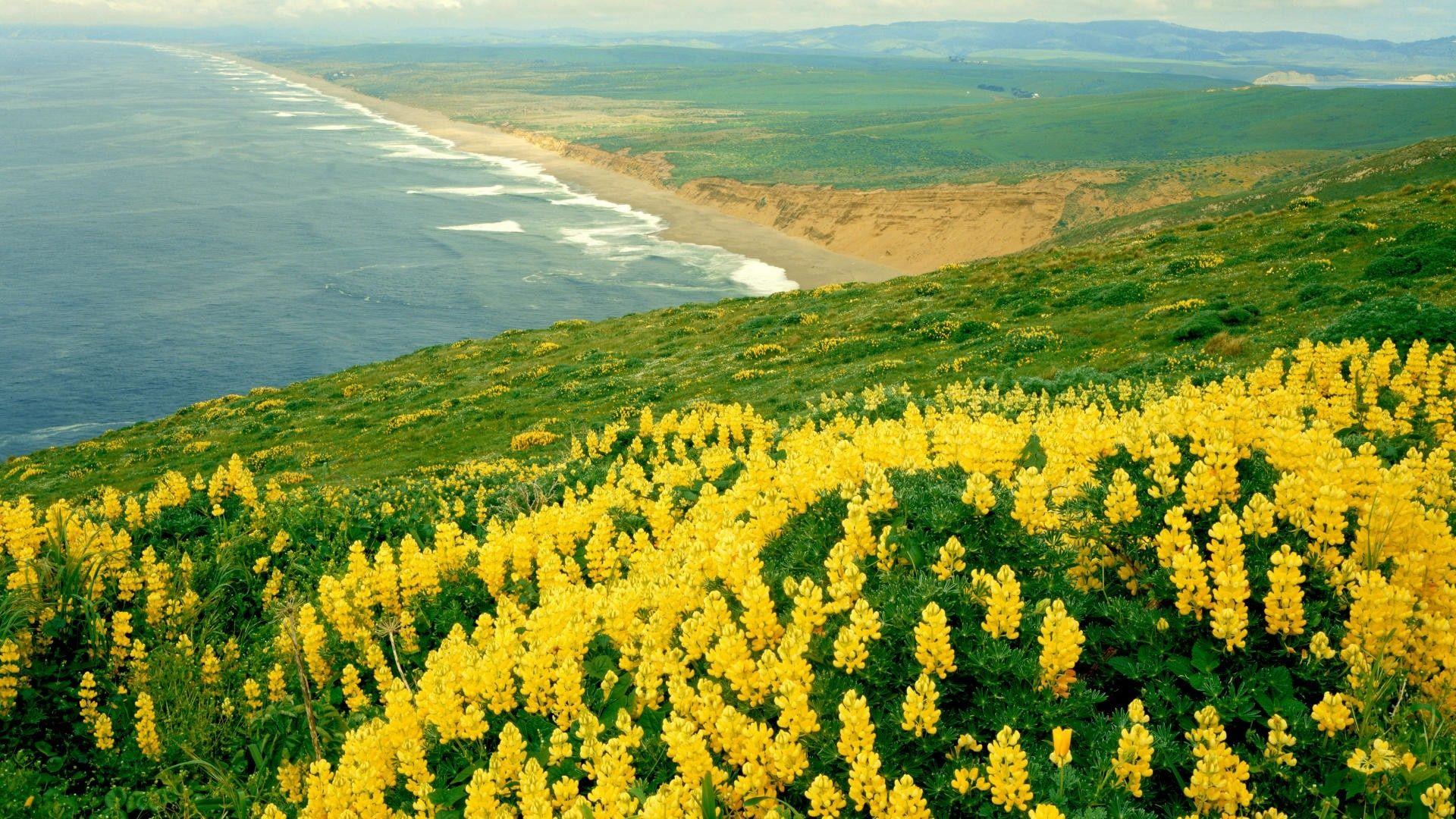 1920x1080 HD Yellow Flower 4k Picture