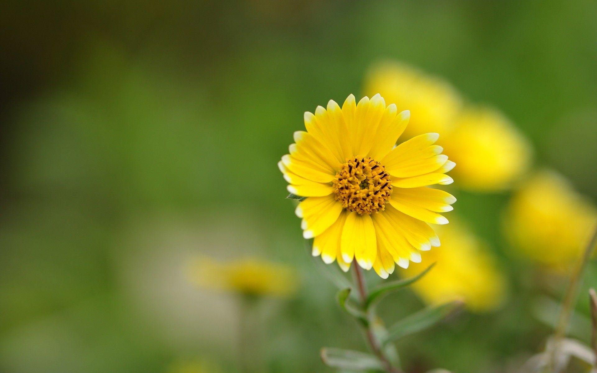 1920x1200 Flowers Wallpaper background picture