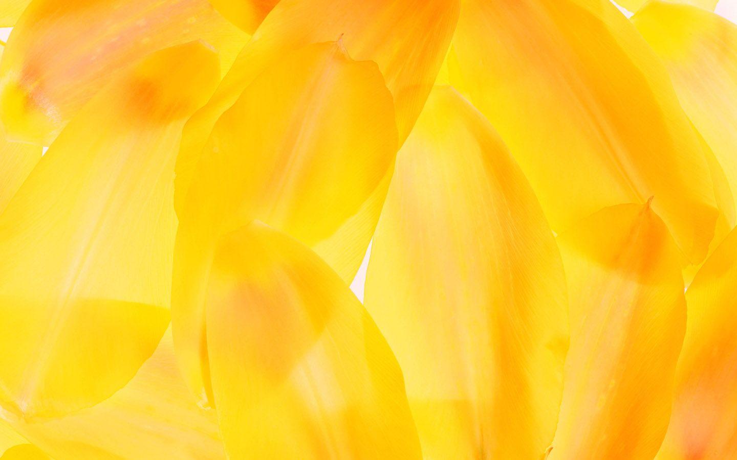 1440x900 Yellow Wallpaper