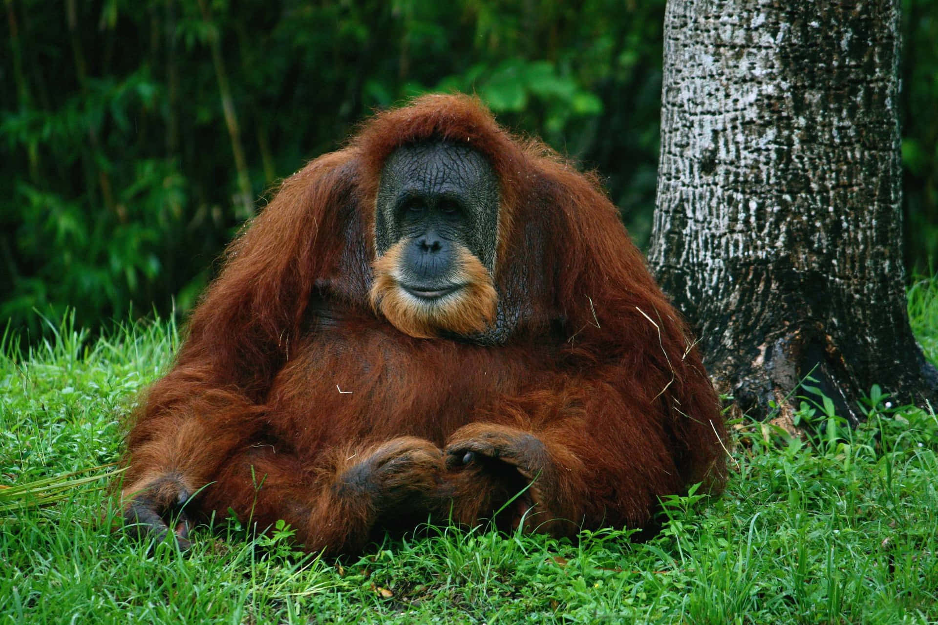 1920x1280 Orangutan Wallpaper