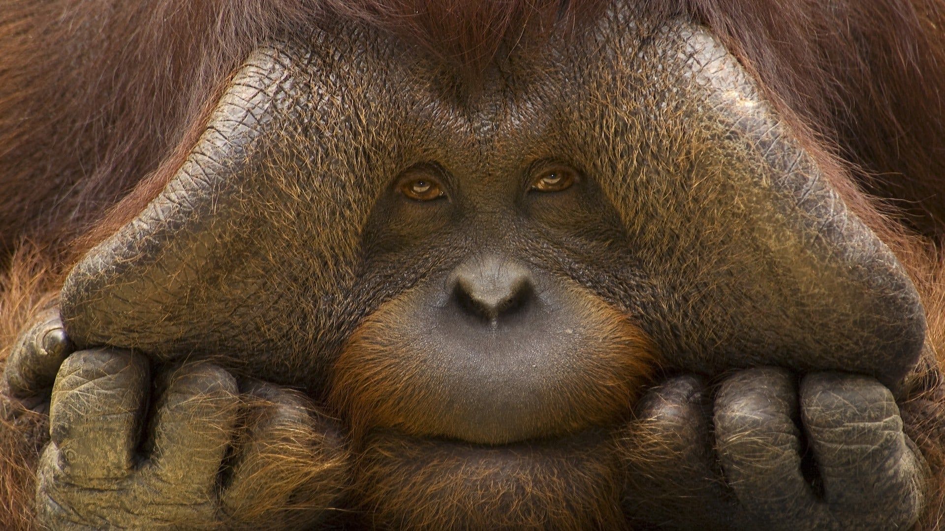 1920x1080 Orangutan [1920x1080]