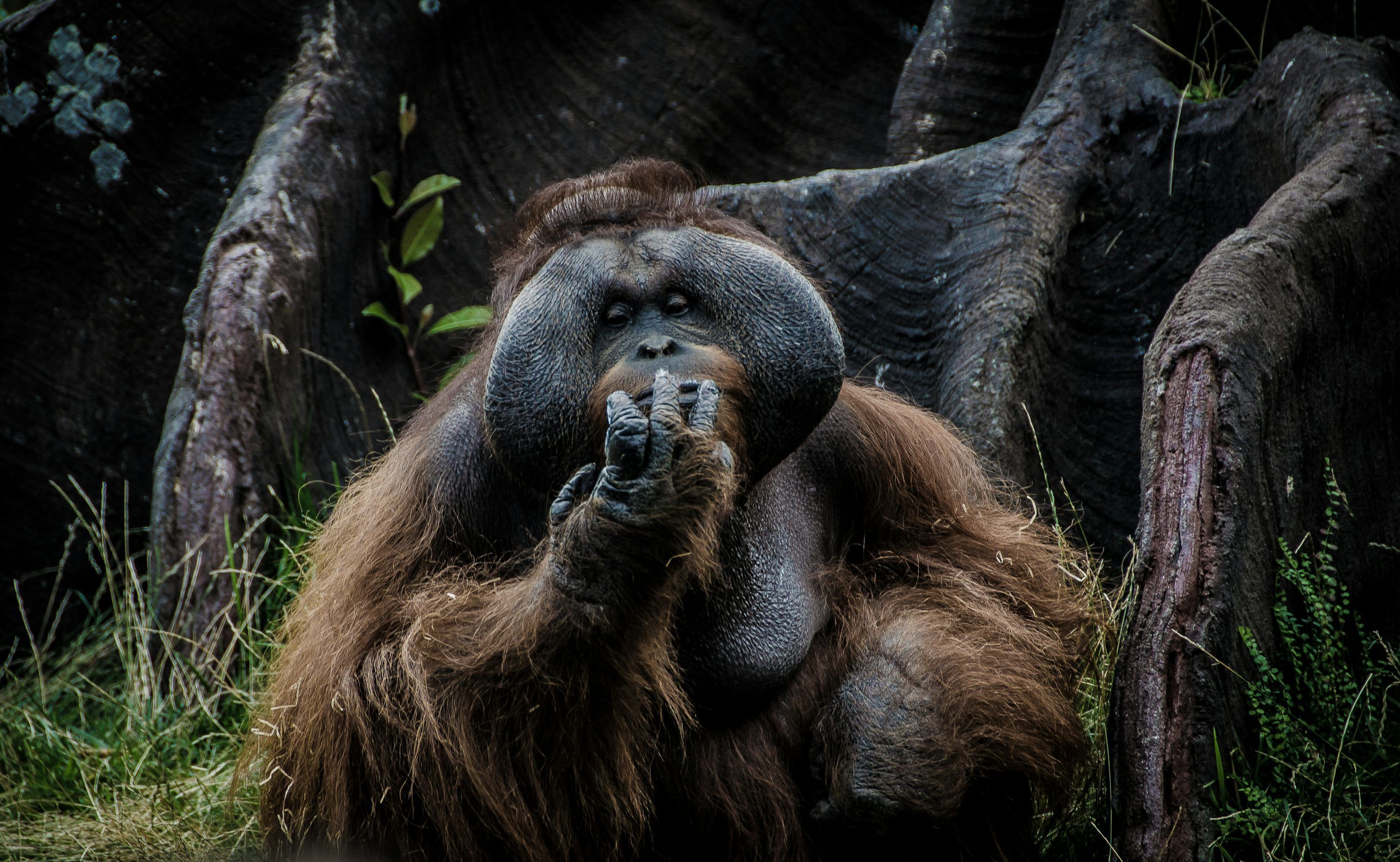 3000x1846 Orangutan Picture. Download