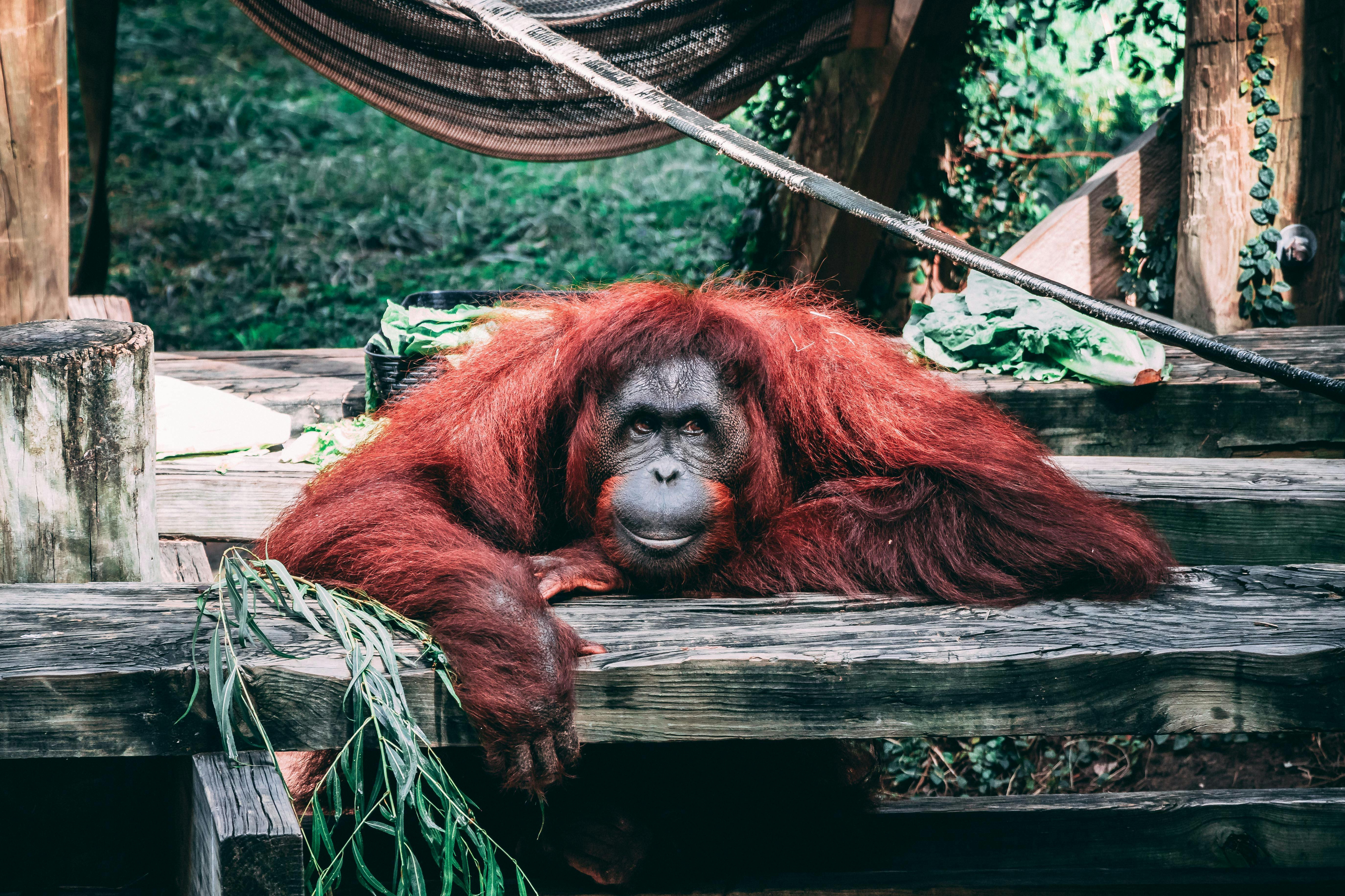 5498x3665 Orangutan Photo, Download The BEST