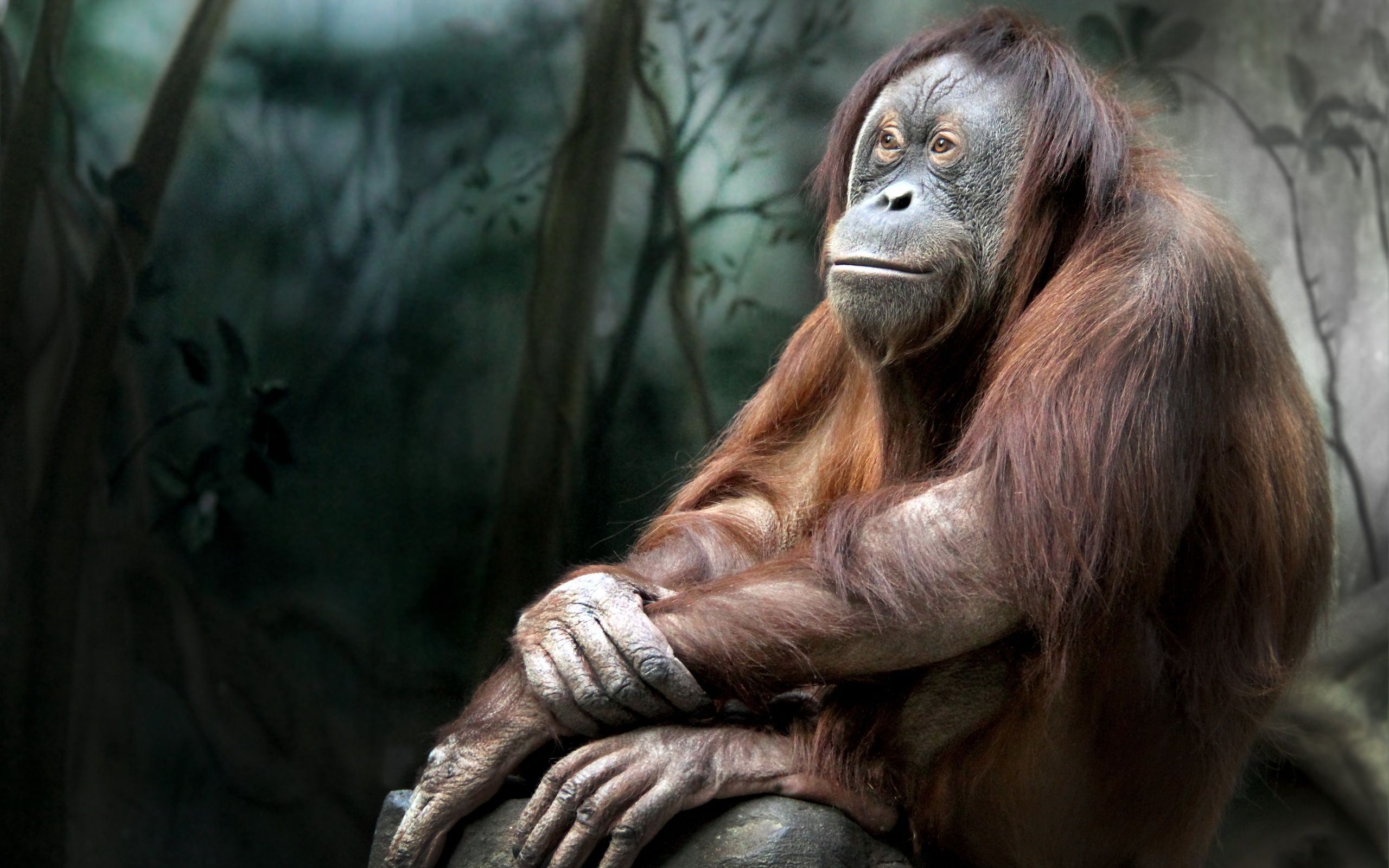2560x1600 Download Animal Orangutan HD Wallpaper
