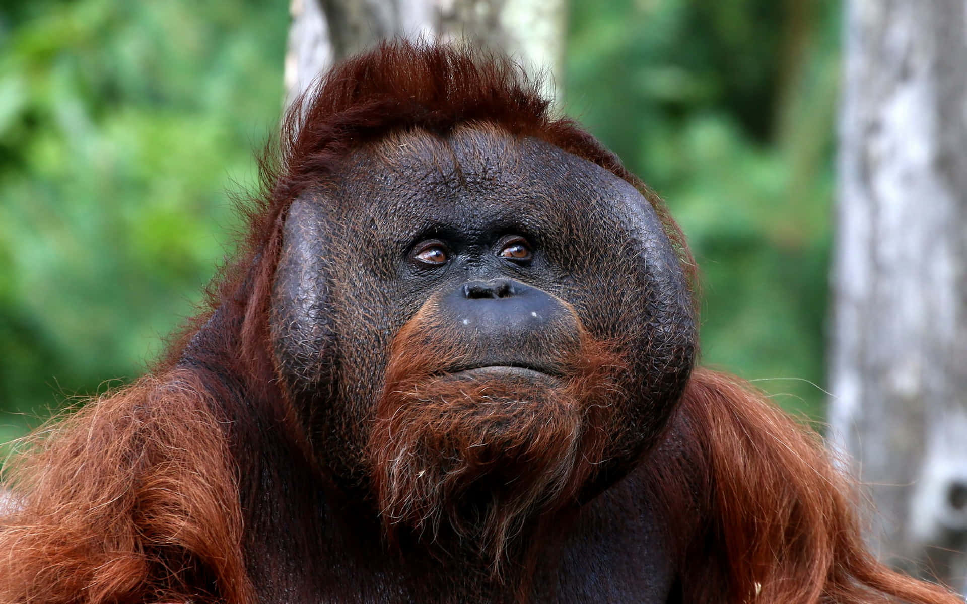 1920x1200 Download Large Head Orangutan Wallpaper