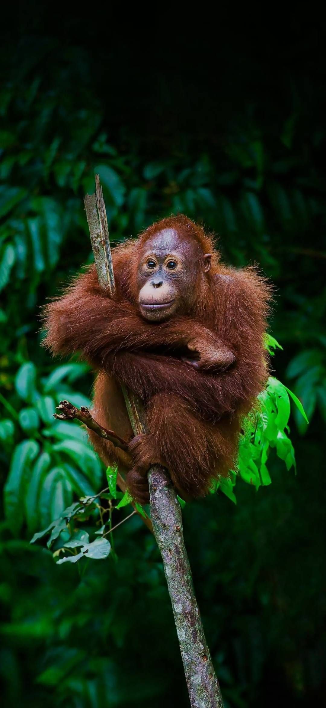 1080x2340 orangutan wallpaper