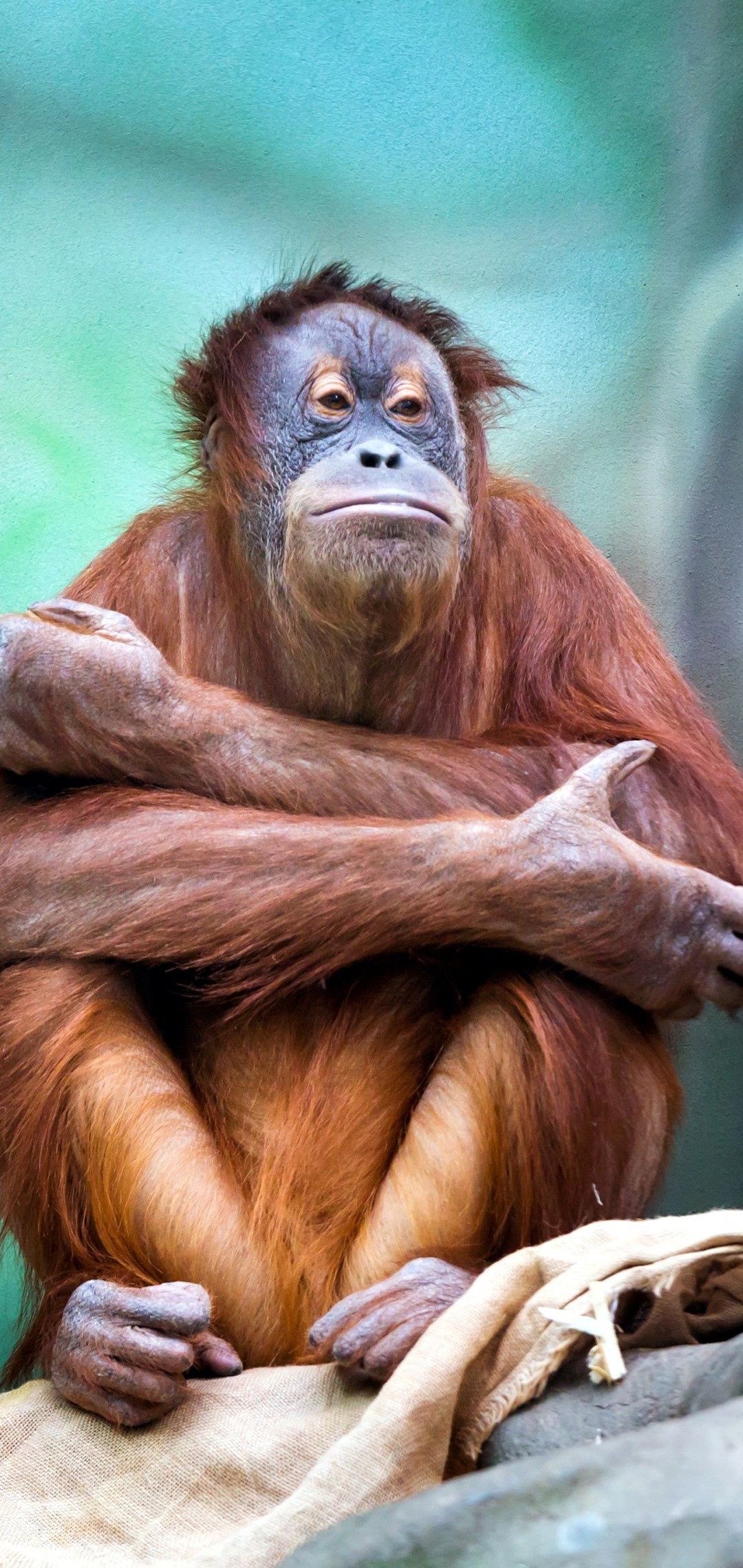 1080x2280 Orangutan Wallpaper 61 image