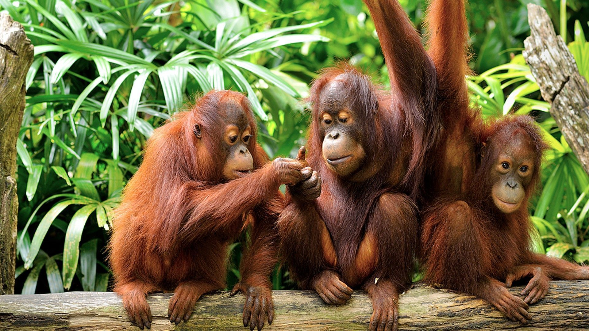 1920x1080 Download Baby Animal Primate Cute