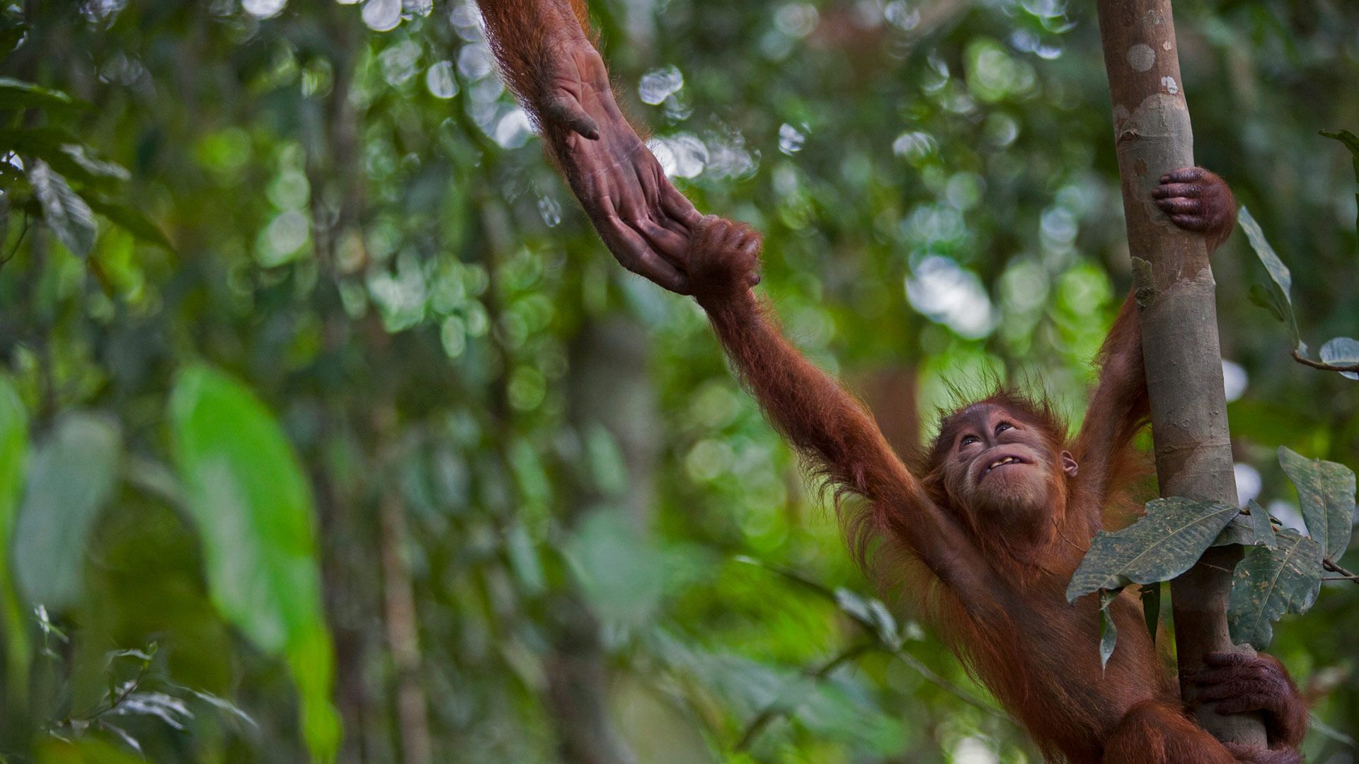 1920x1080 Infant Sumatran orangutan, Indonesia