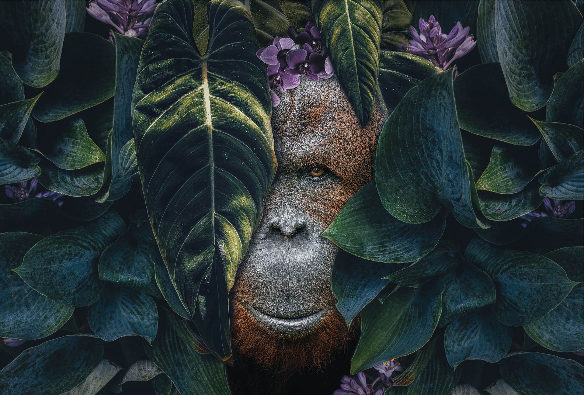 1920x1299 Wallpaper Mural Orangutan