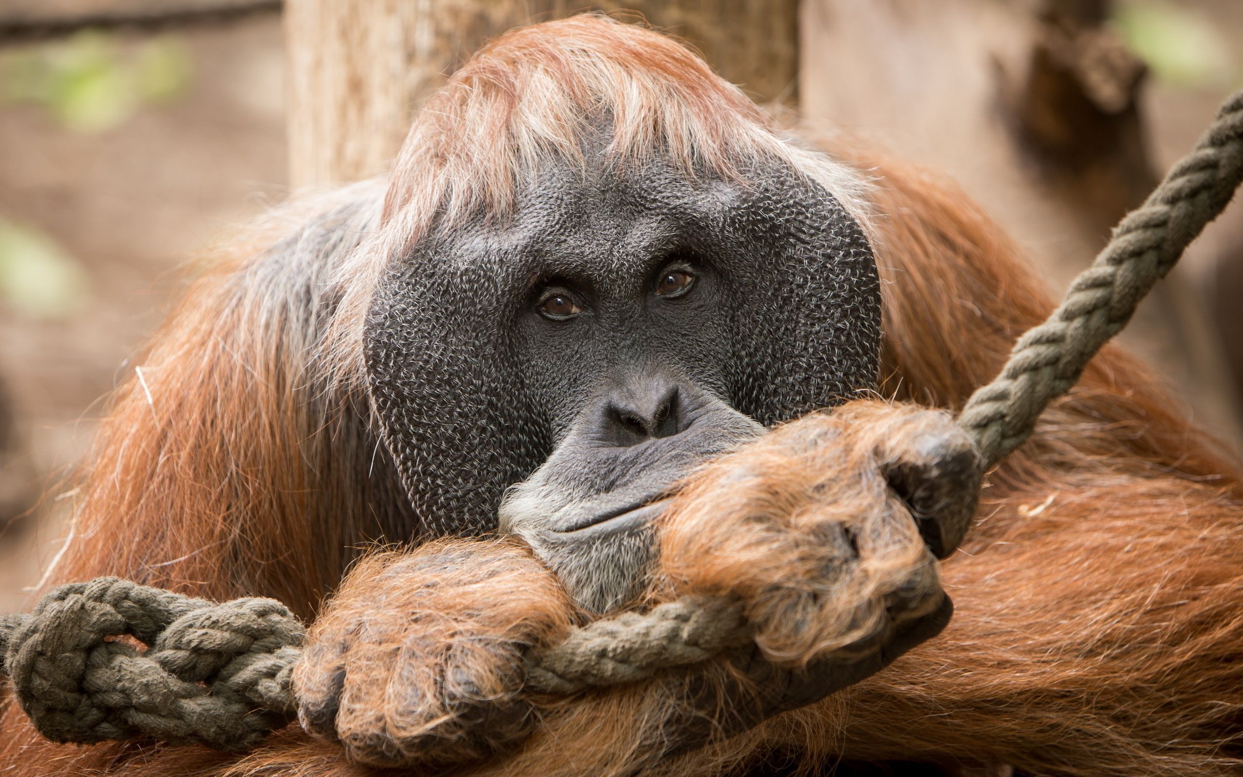 2560x1600 Wallpaper look, nature, orangutan
