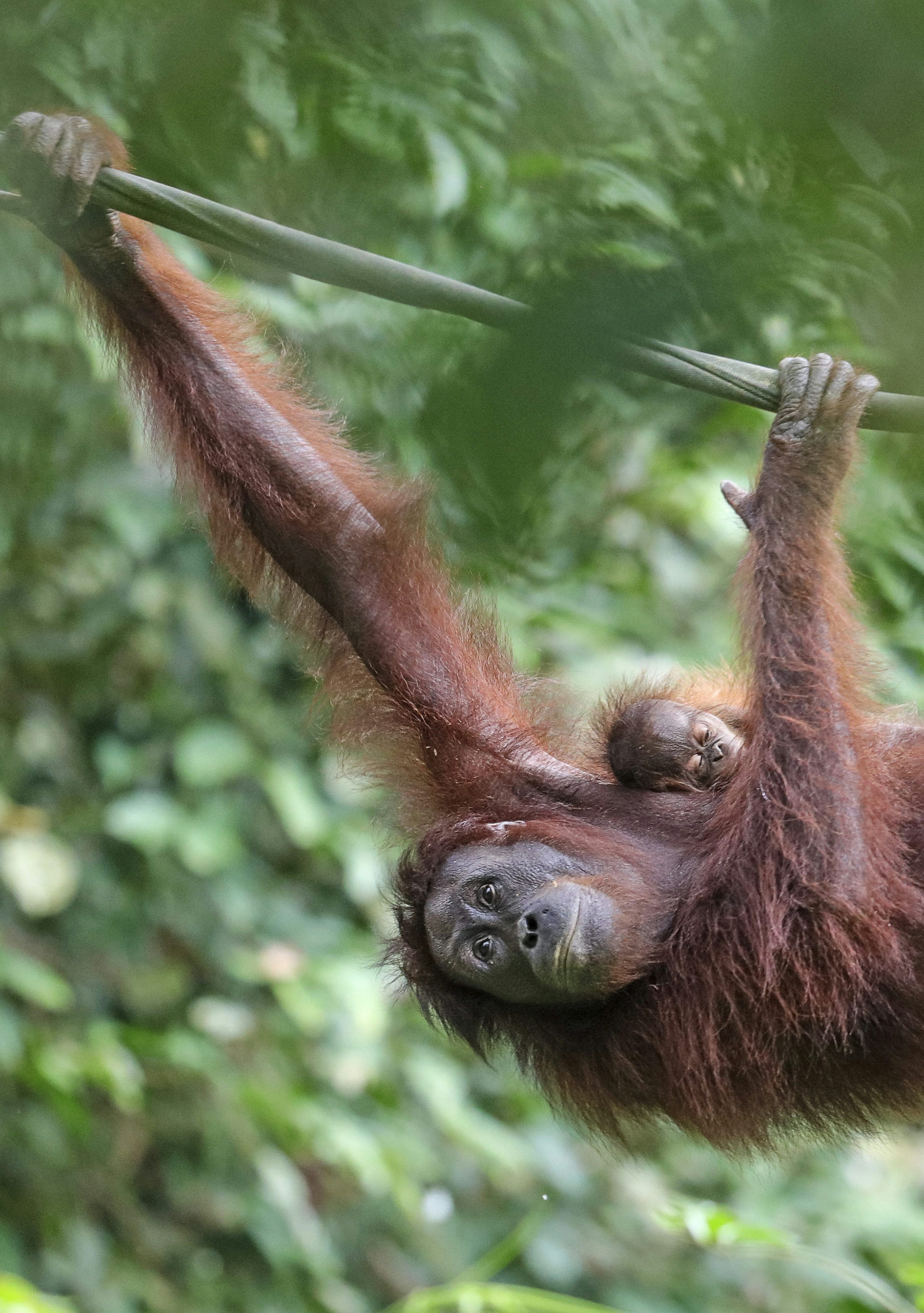 3000x4263 Orangutan Picture. Download