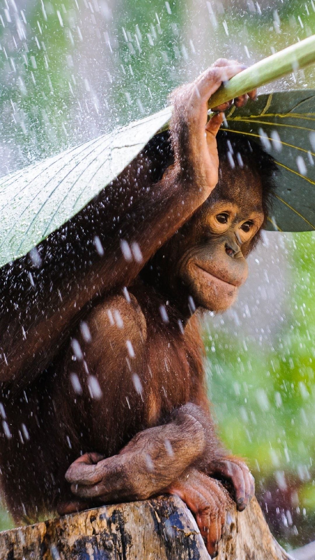 1080x1920 Orangutan Wallpaper 61 image