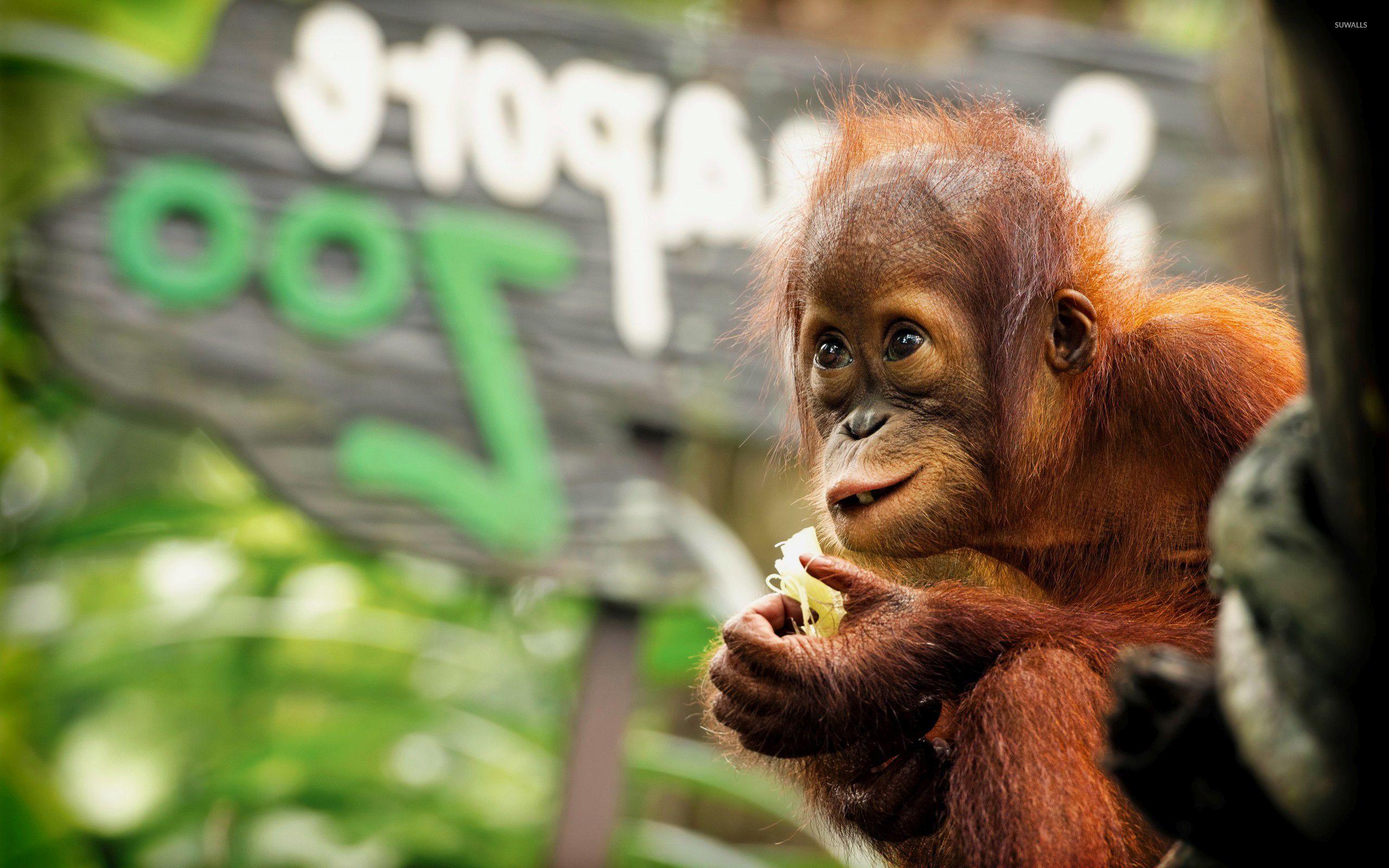 2560x1600 Orangutan Wallpaper