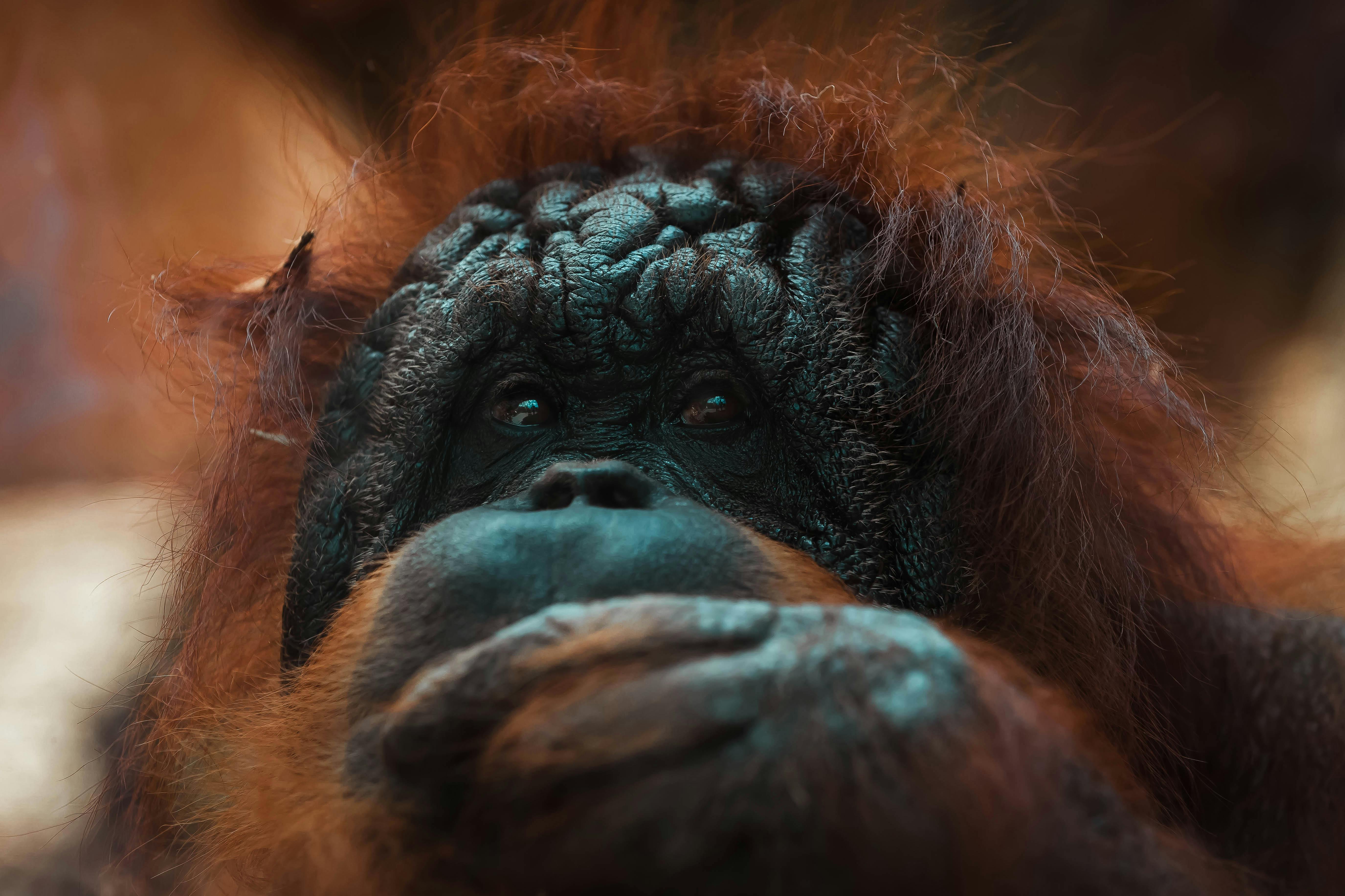 5501x3667 Orangutan Photo, Download The BEST