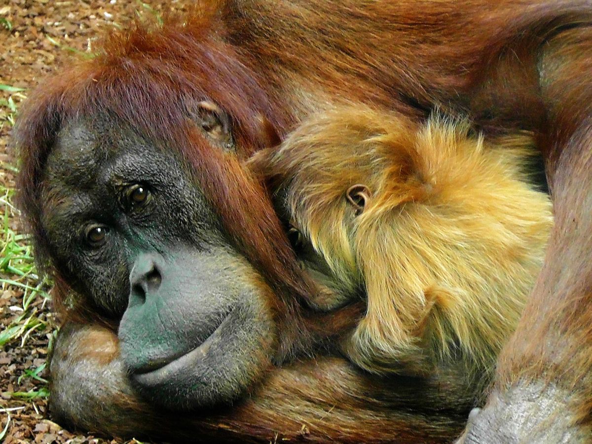 1200x900 From Friendly Apes in Wallpaper Wizard
