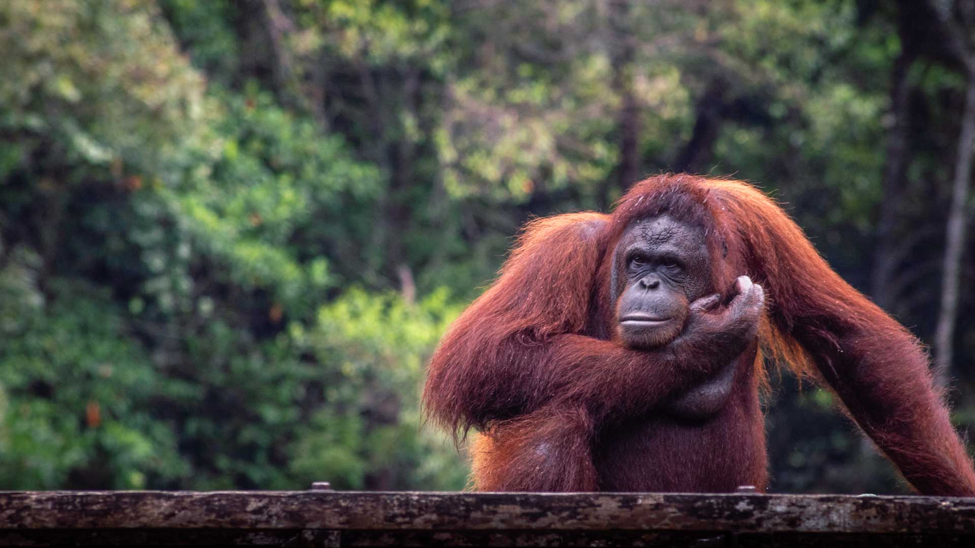 1920x1080 Where To See Orangutans In Borneo