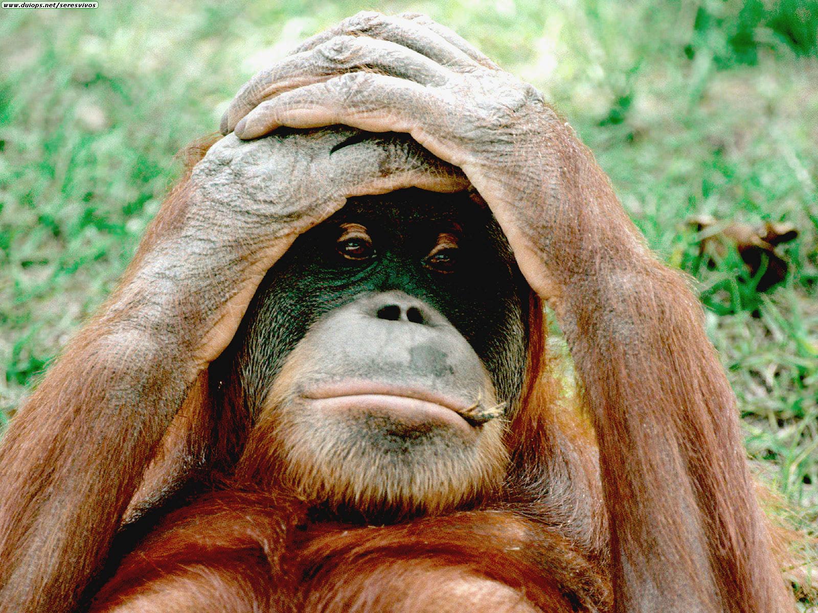 1600x1200 Orangutan Wallpaper and Background