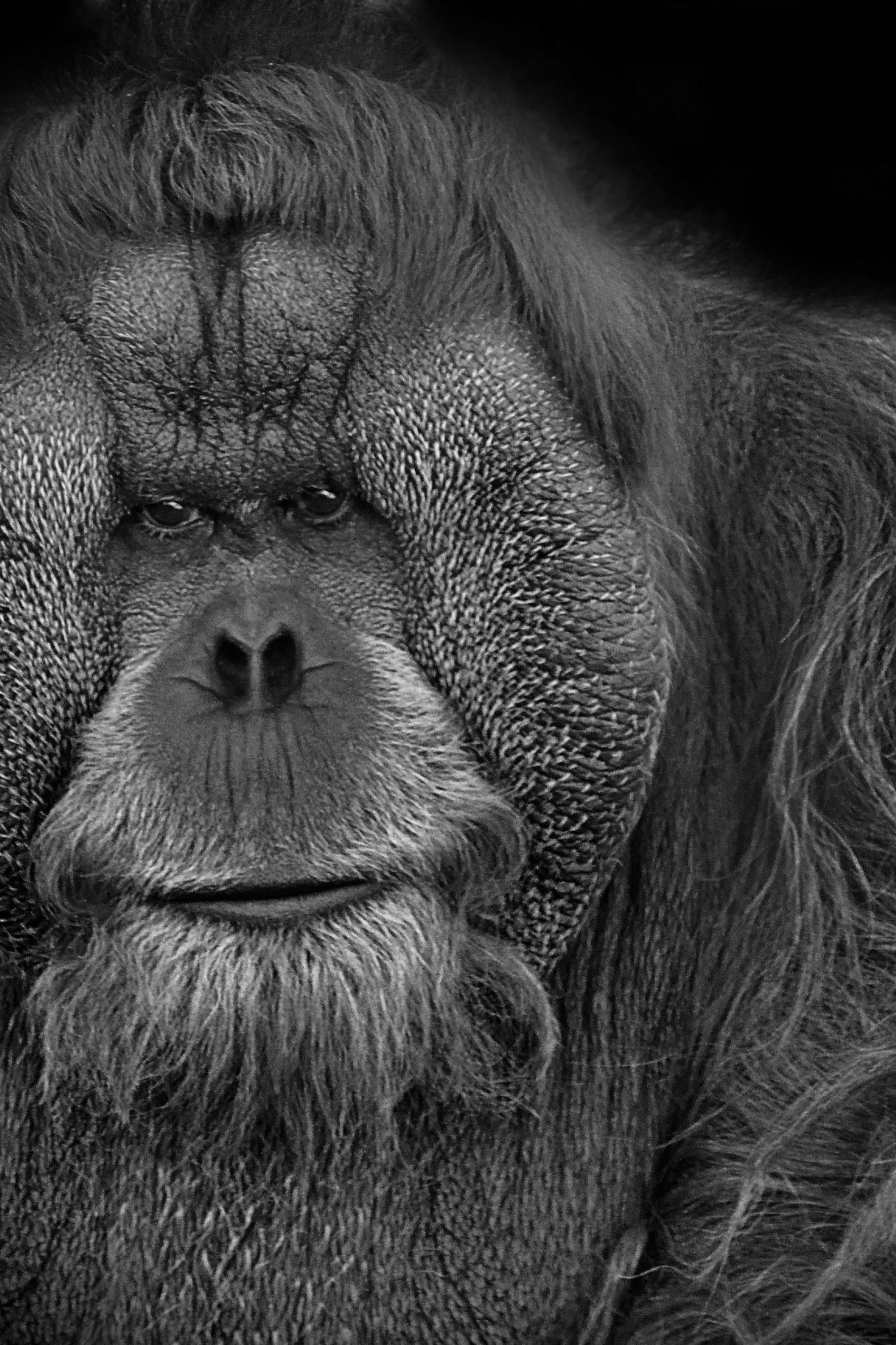 2048x3072 Orangutans