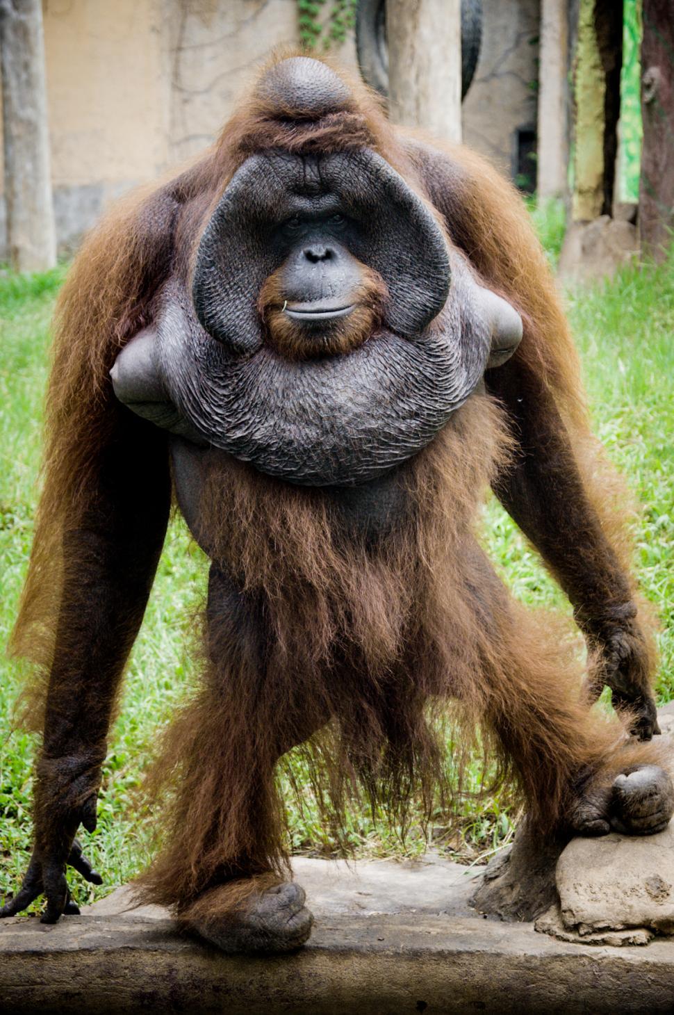 970x1460 Free of Orangutan monkey