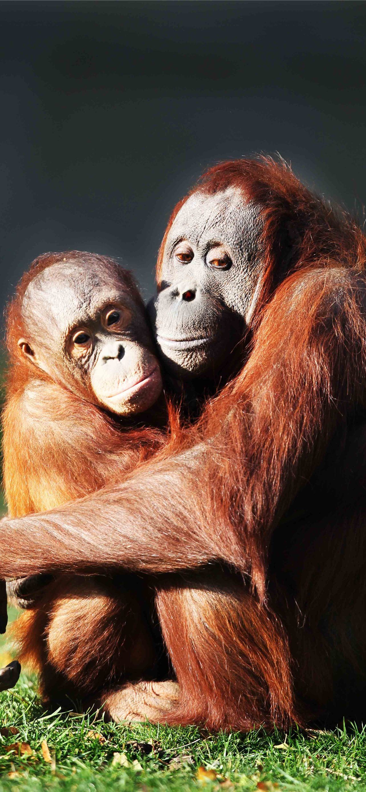 1284x2778 orangutan iPhone Wallpaper Free Download