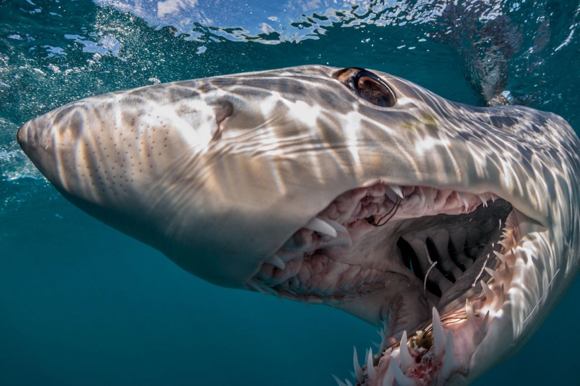 1920x1281 Shark Animal Mako Shark HD Wallpaper