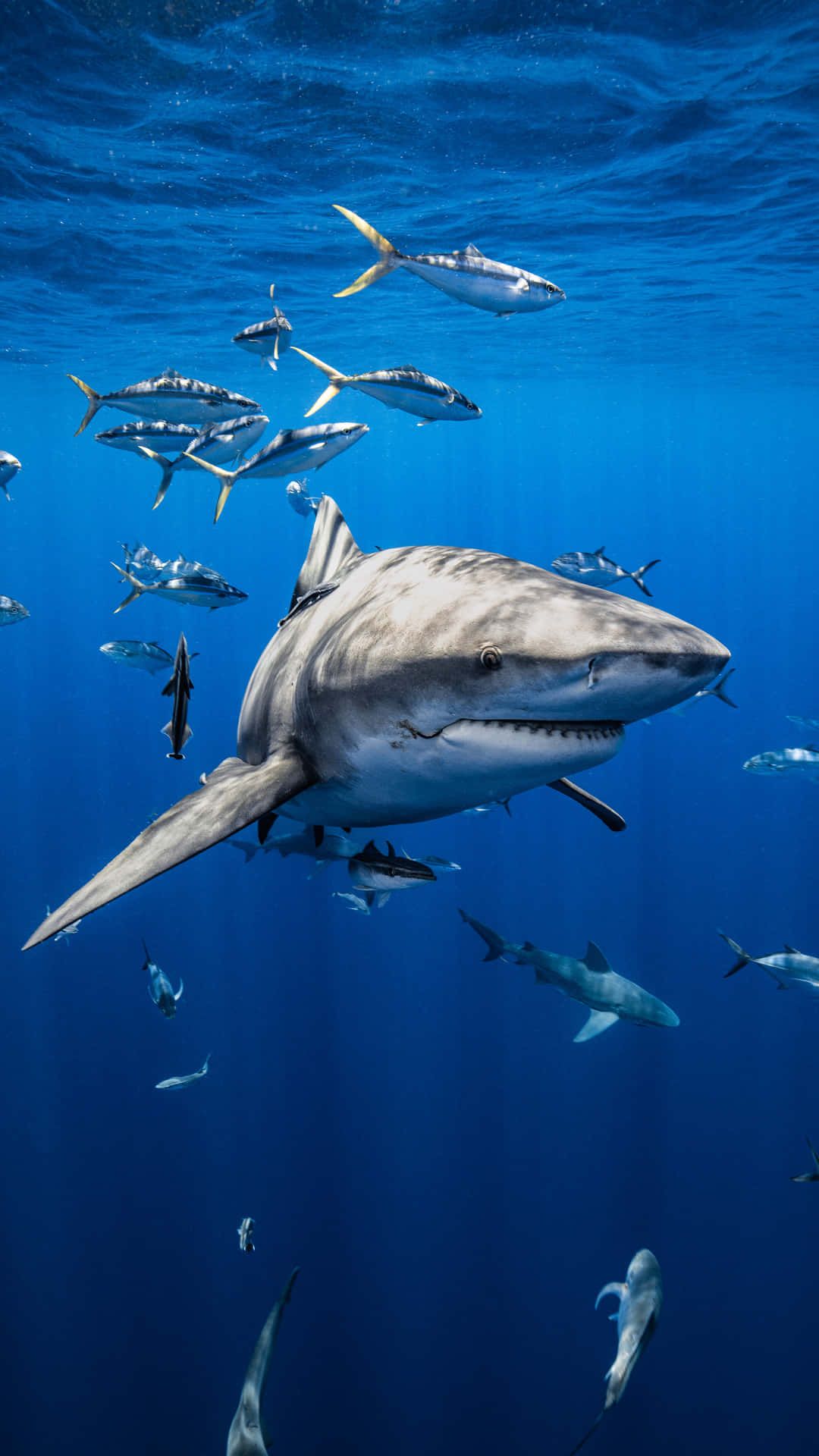 1080x1920 Mako Shark Wallpaper