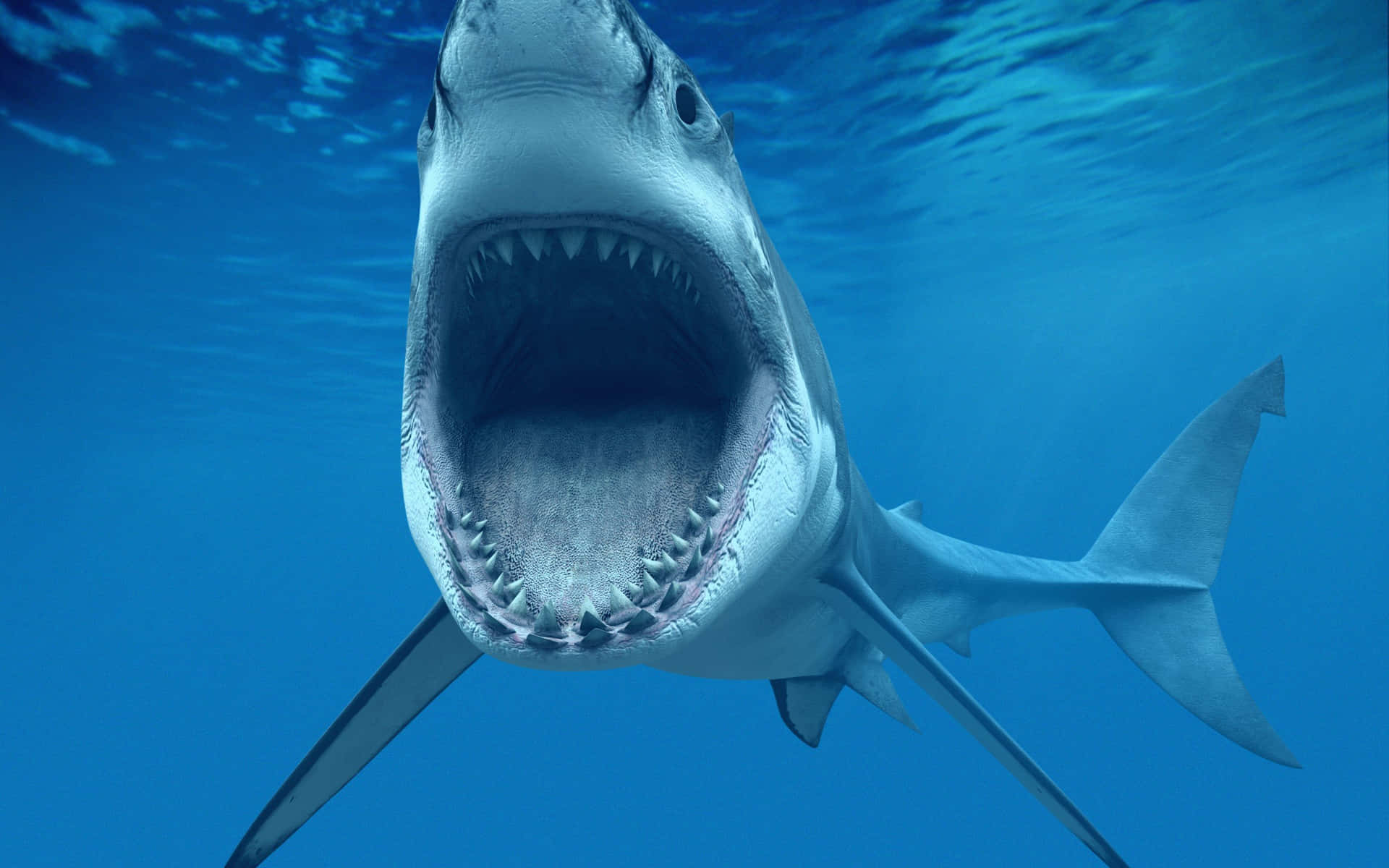 1920x1200 Mako Shark Open Mouth Wallpaper