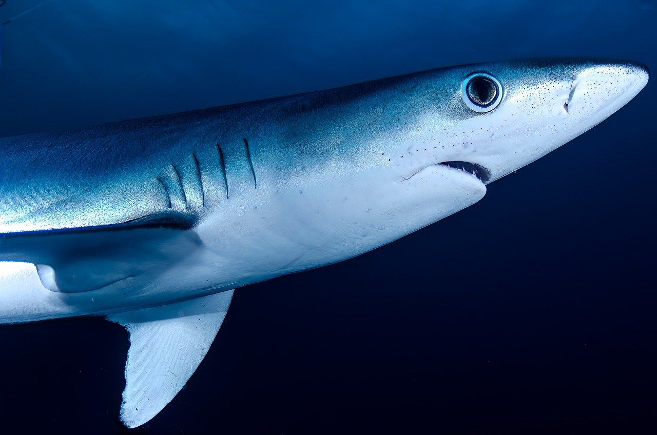 1280x848 Free Mako Shark & Shark Image